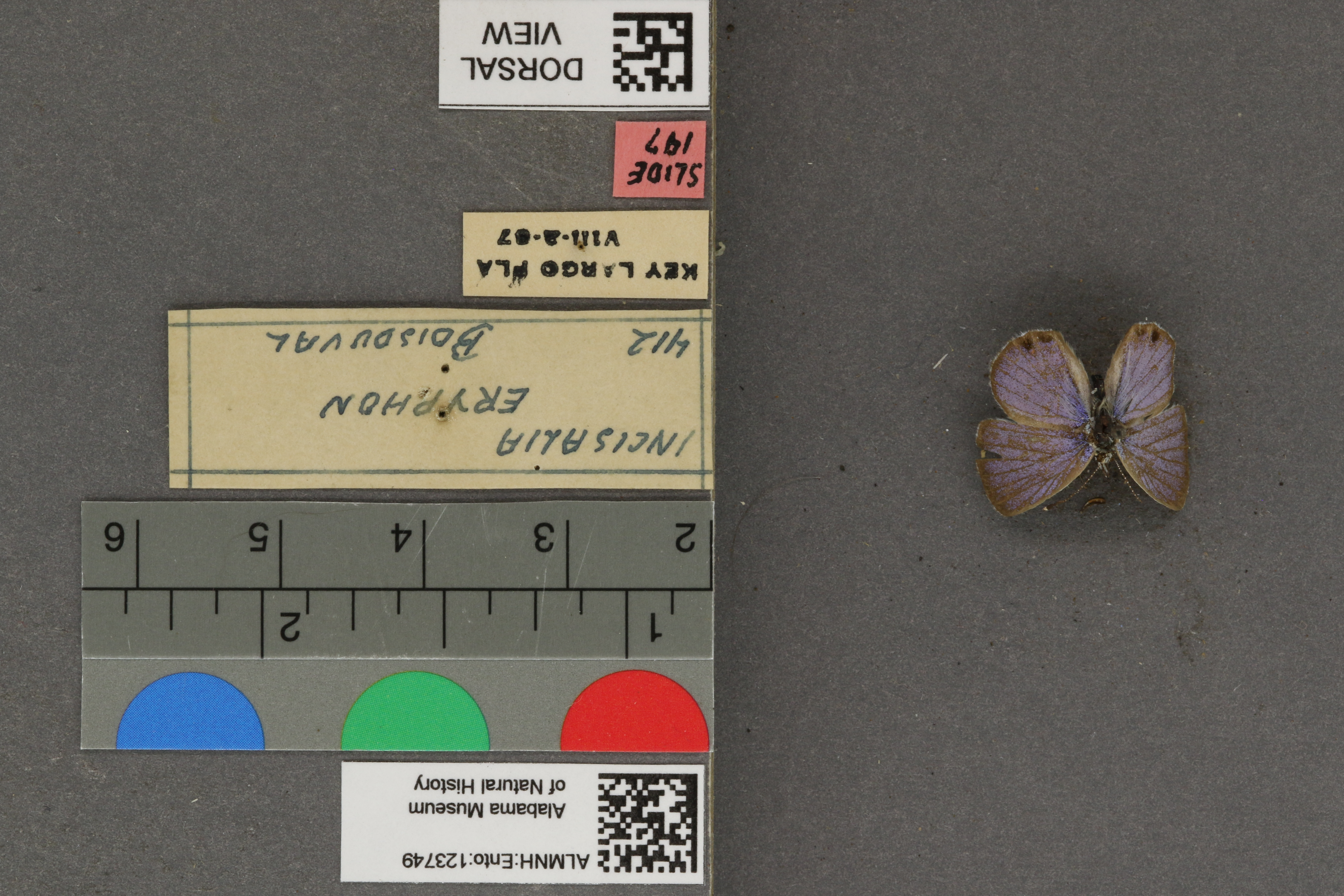 Incisalia eryphon