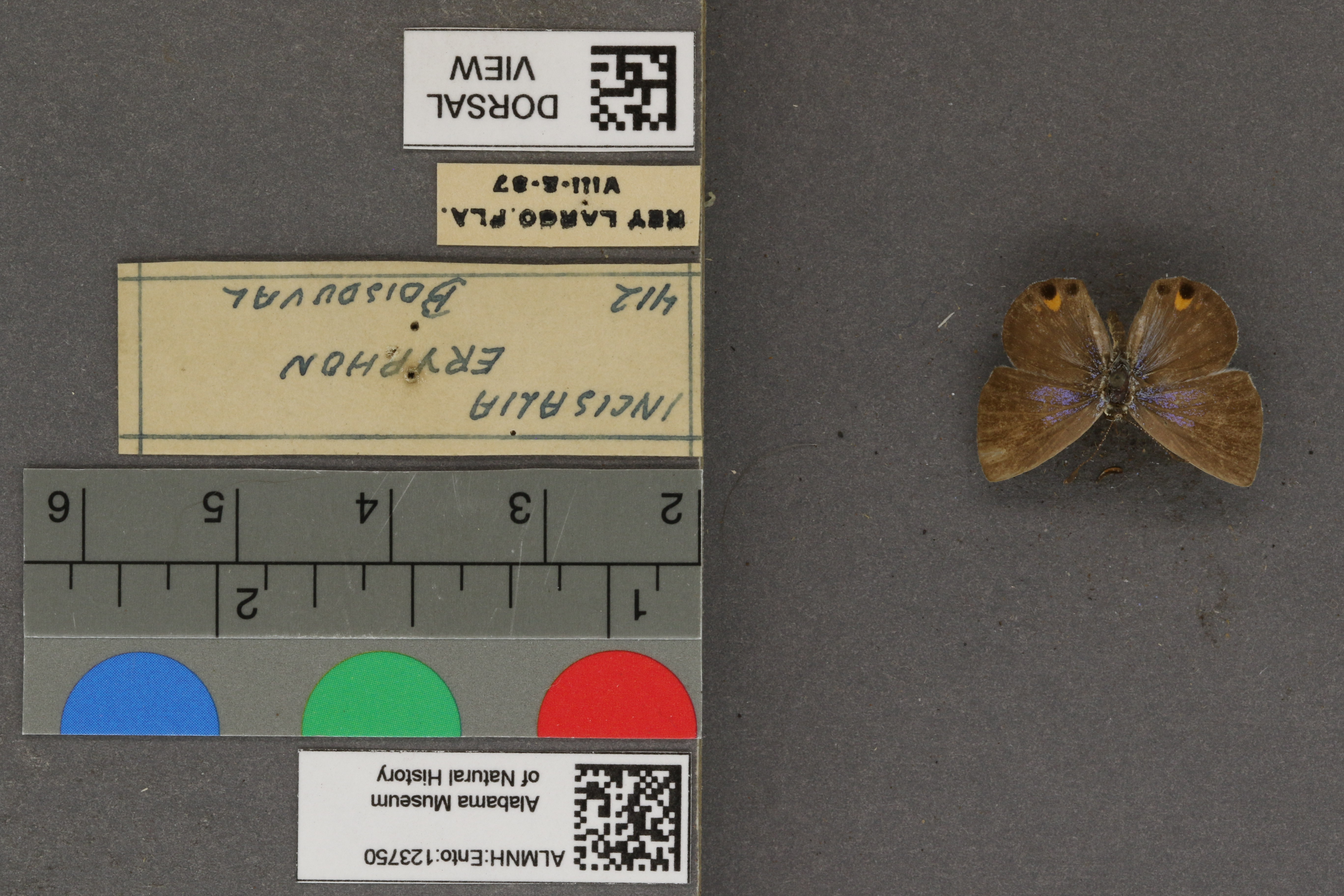 Incisalia eryphon