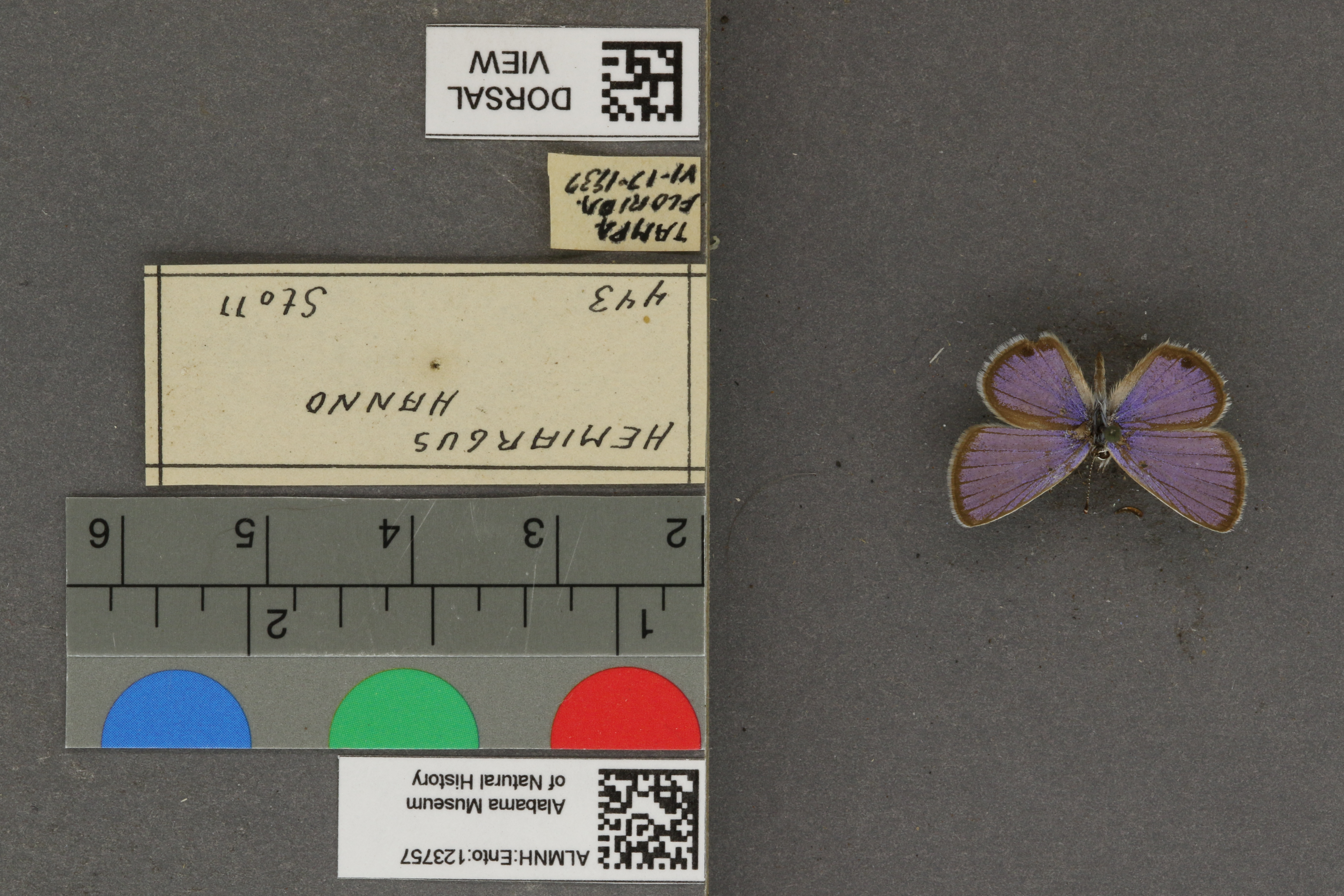 Hemiargus hanno