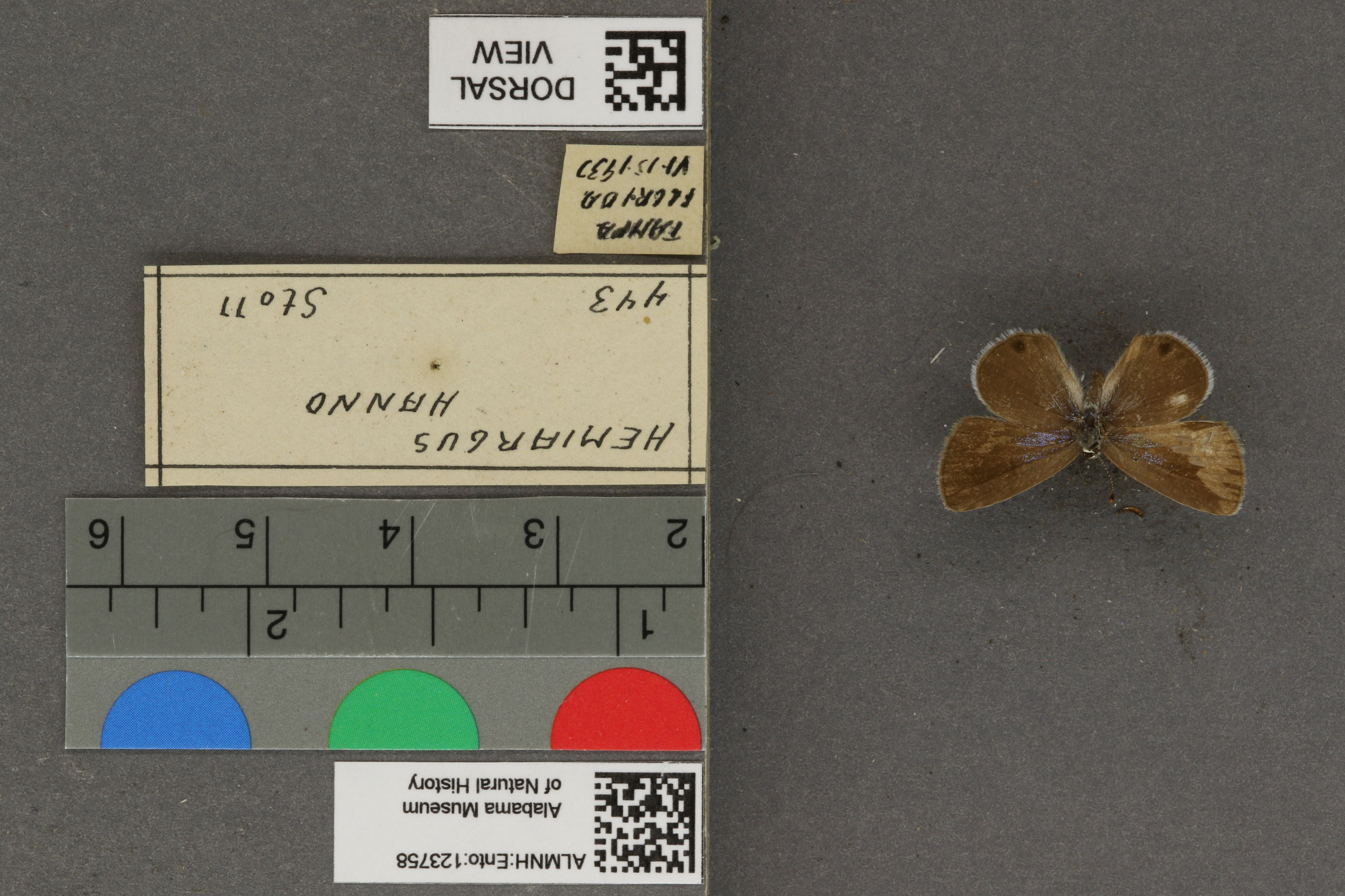 Hemiargus hanno