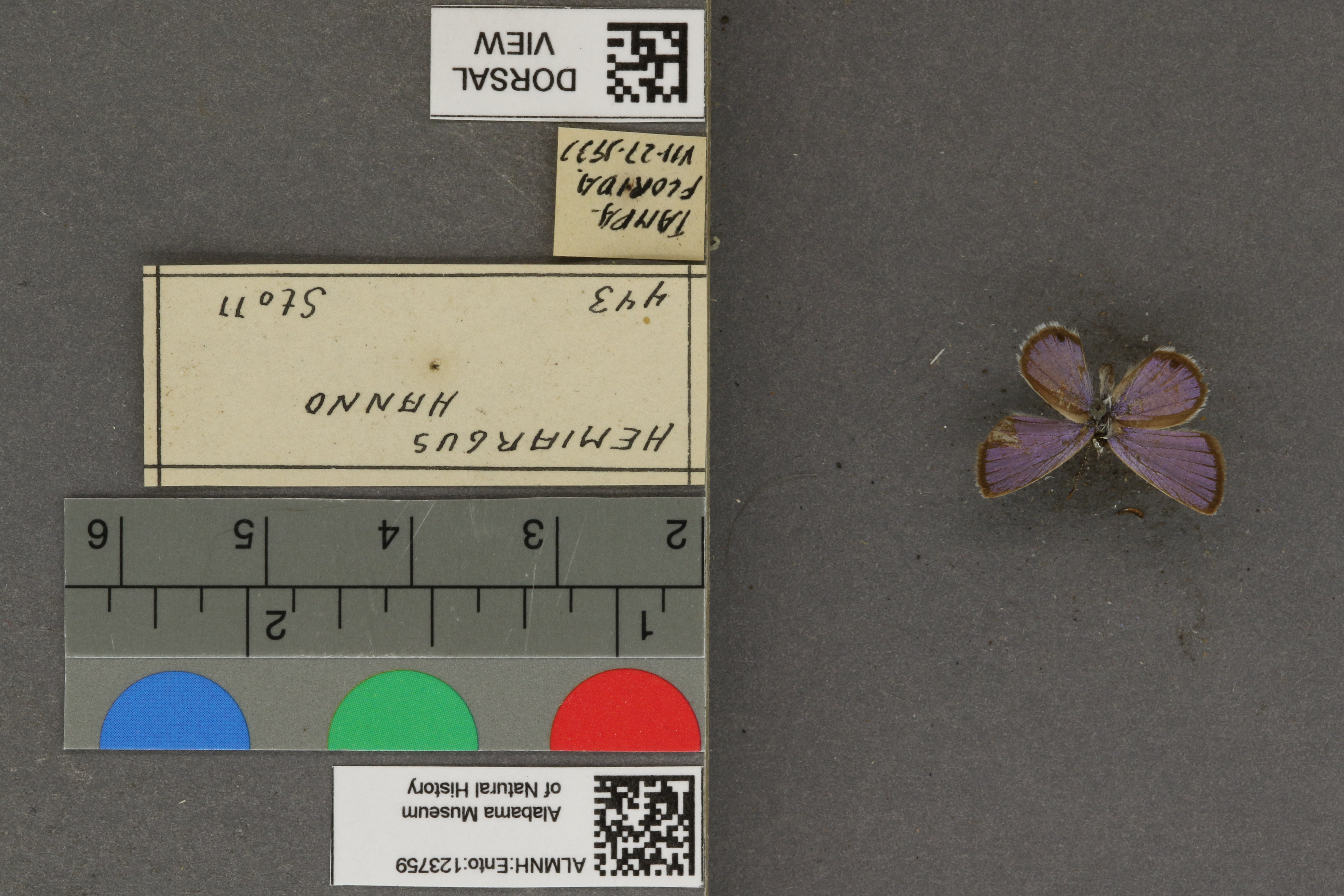 Hemiargus hanno