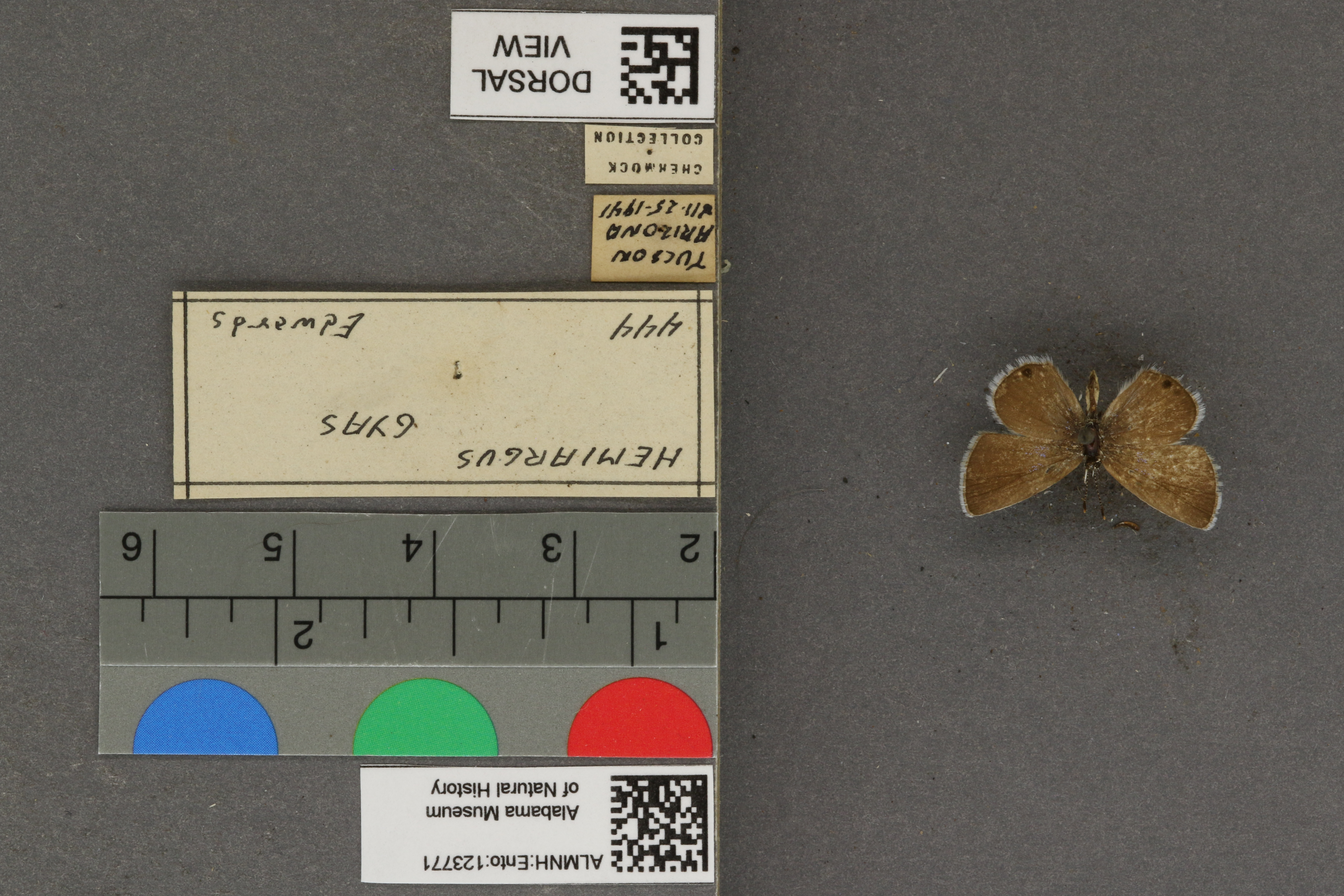 Hemiargus ceraunus