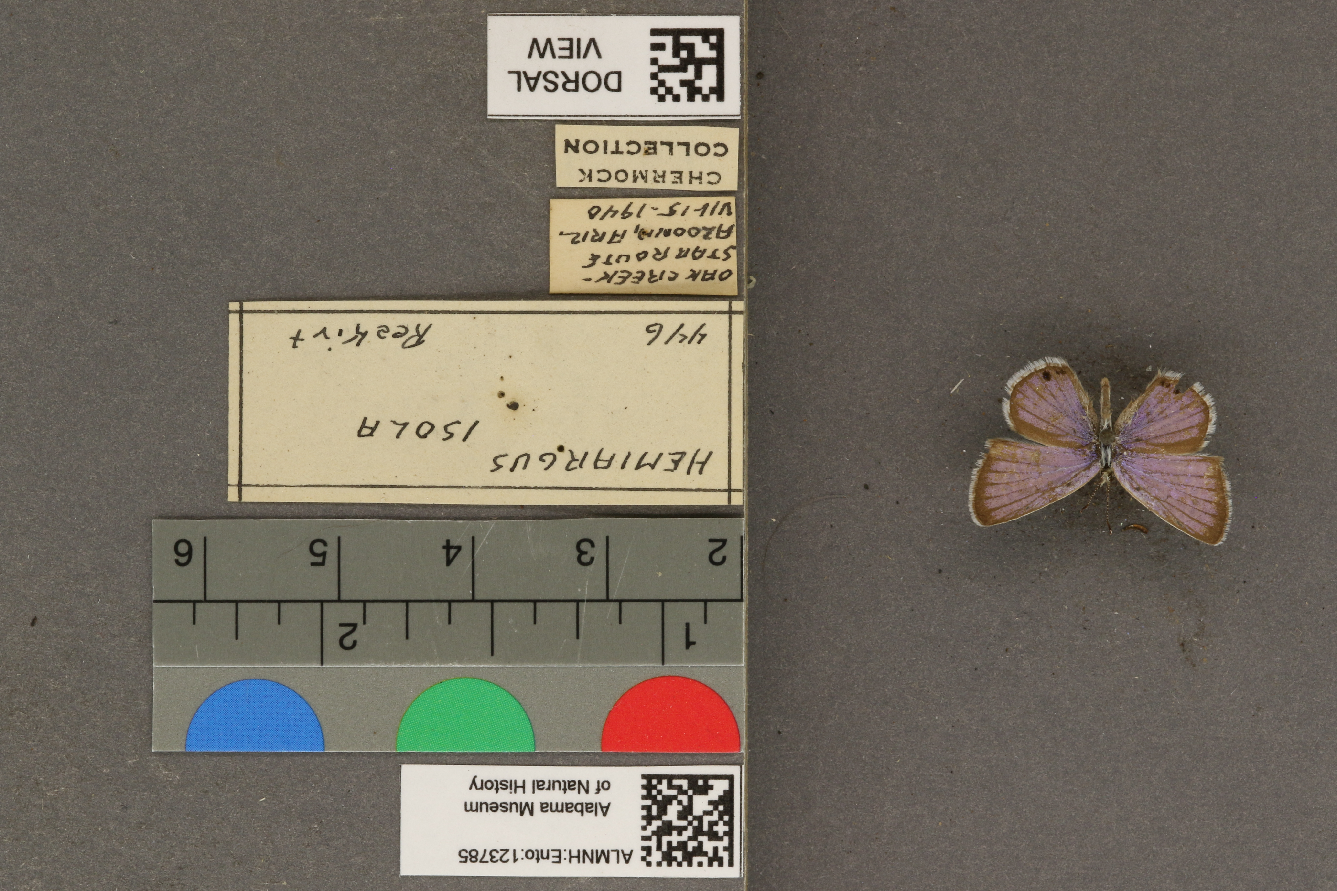 Hemiargus isola
