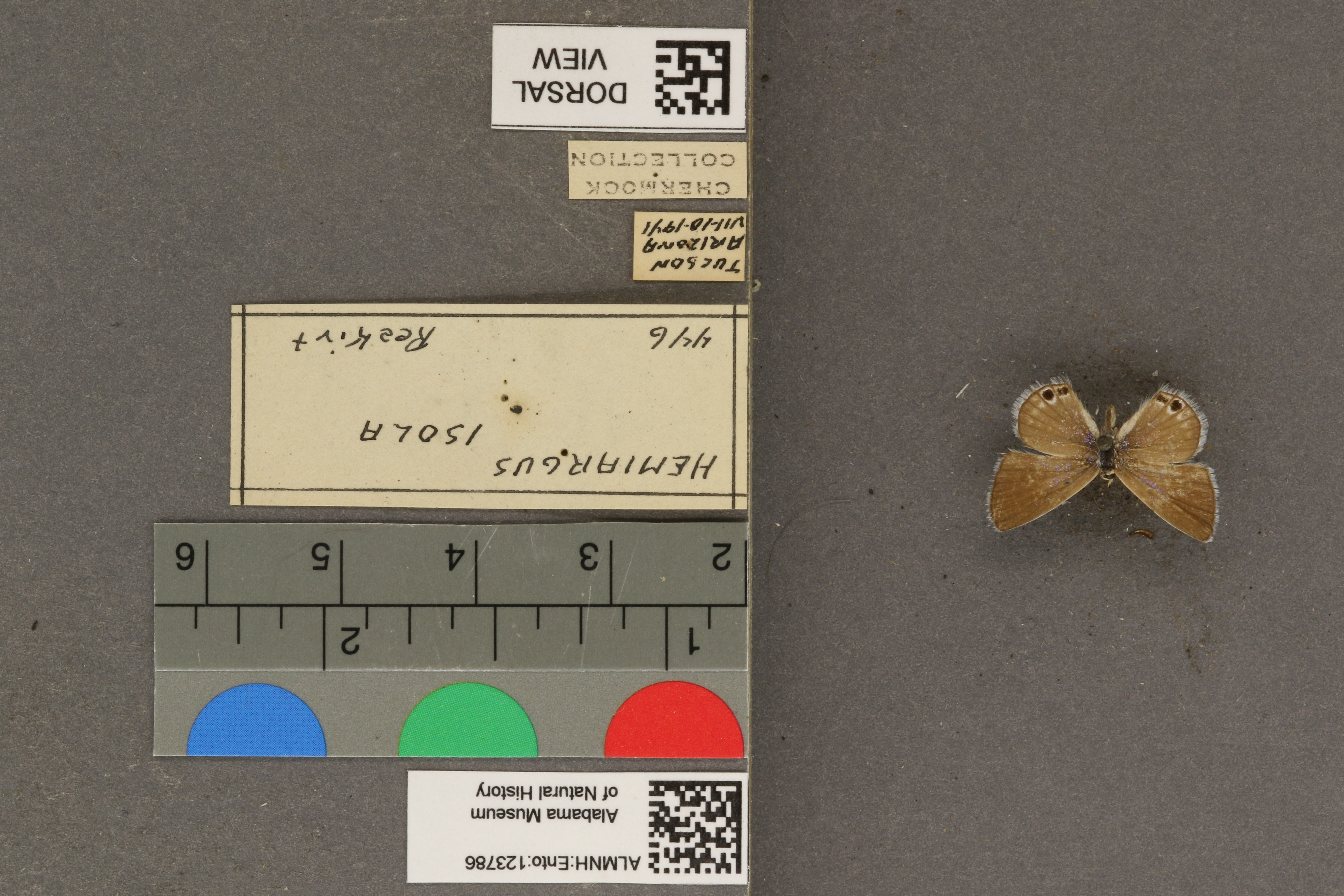 Hemiargus isola