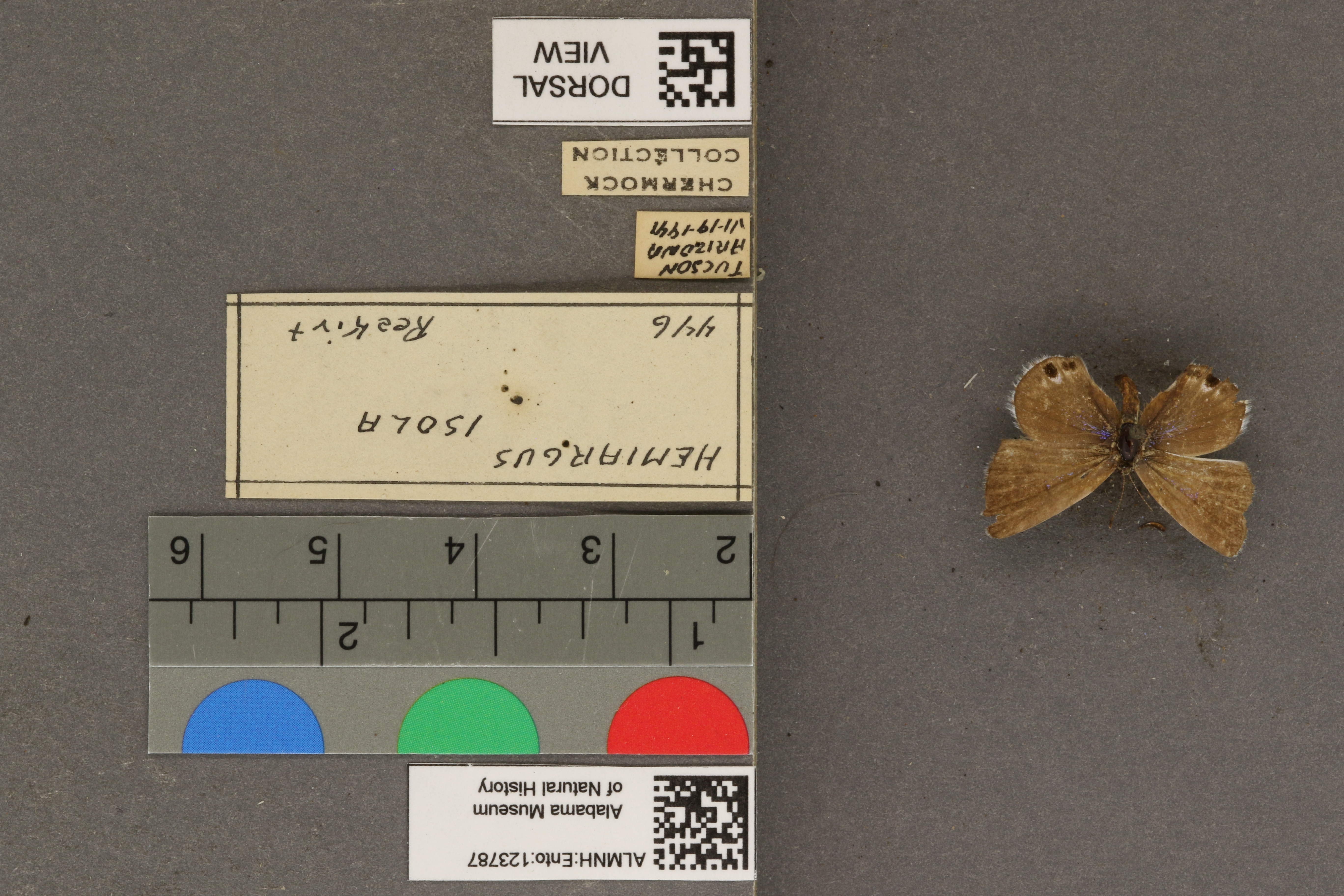 Hemiargus isola