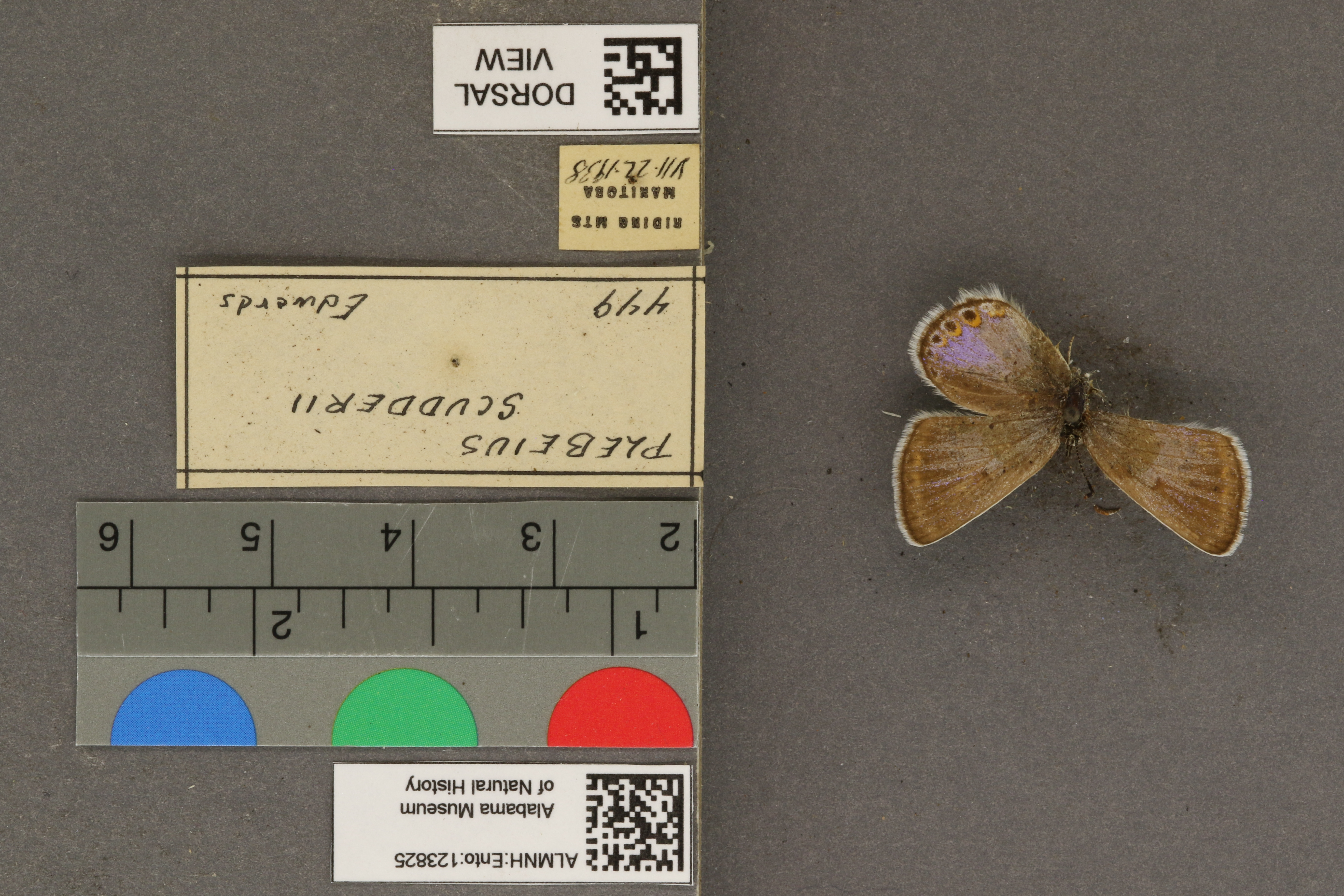 Plebejus scudderii