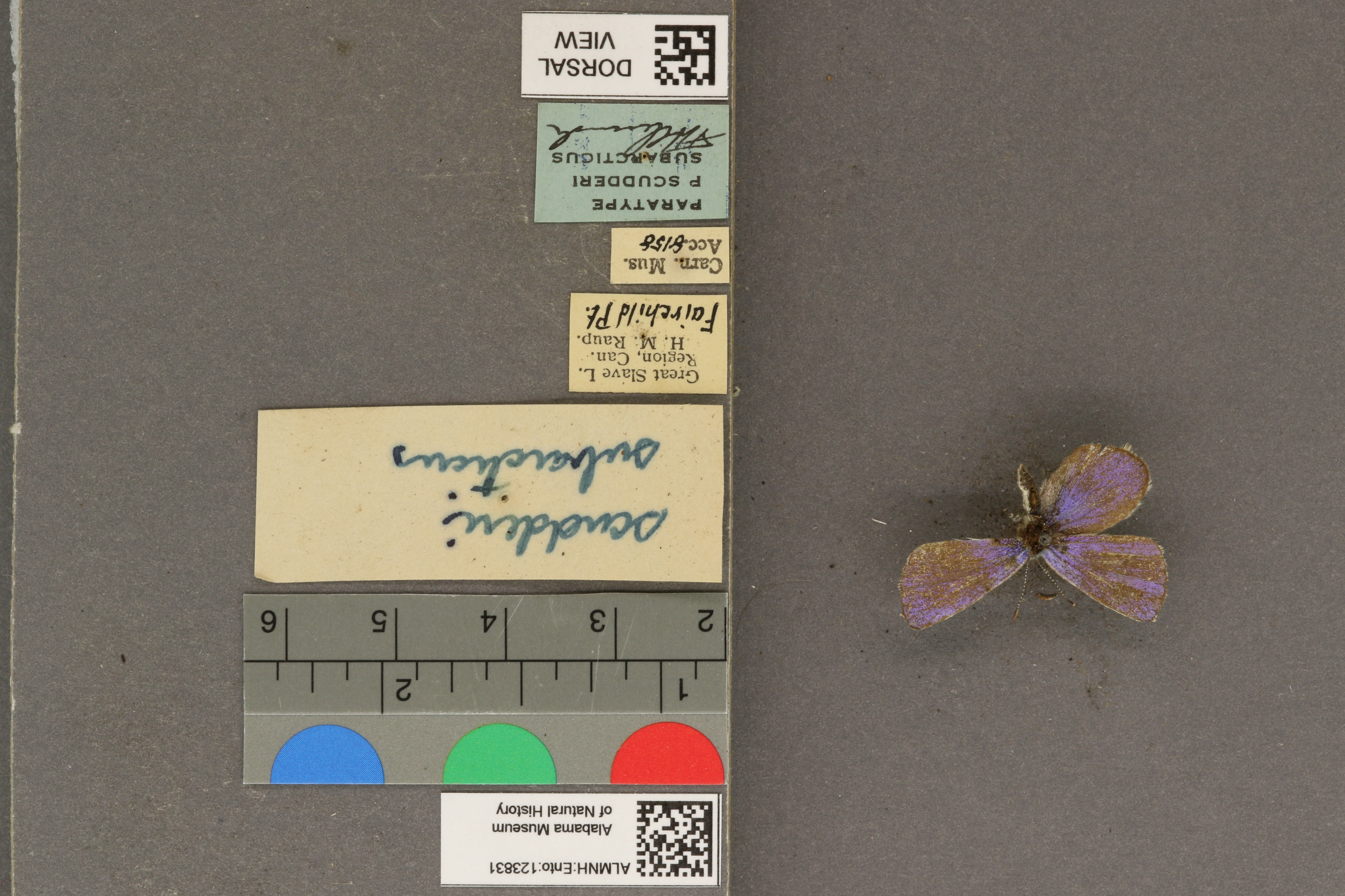 Plebejus subarcticus