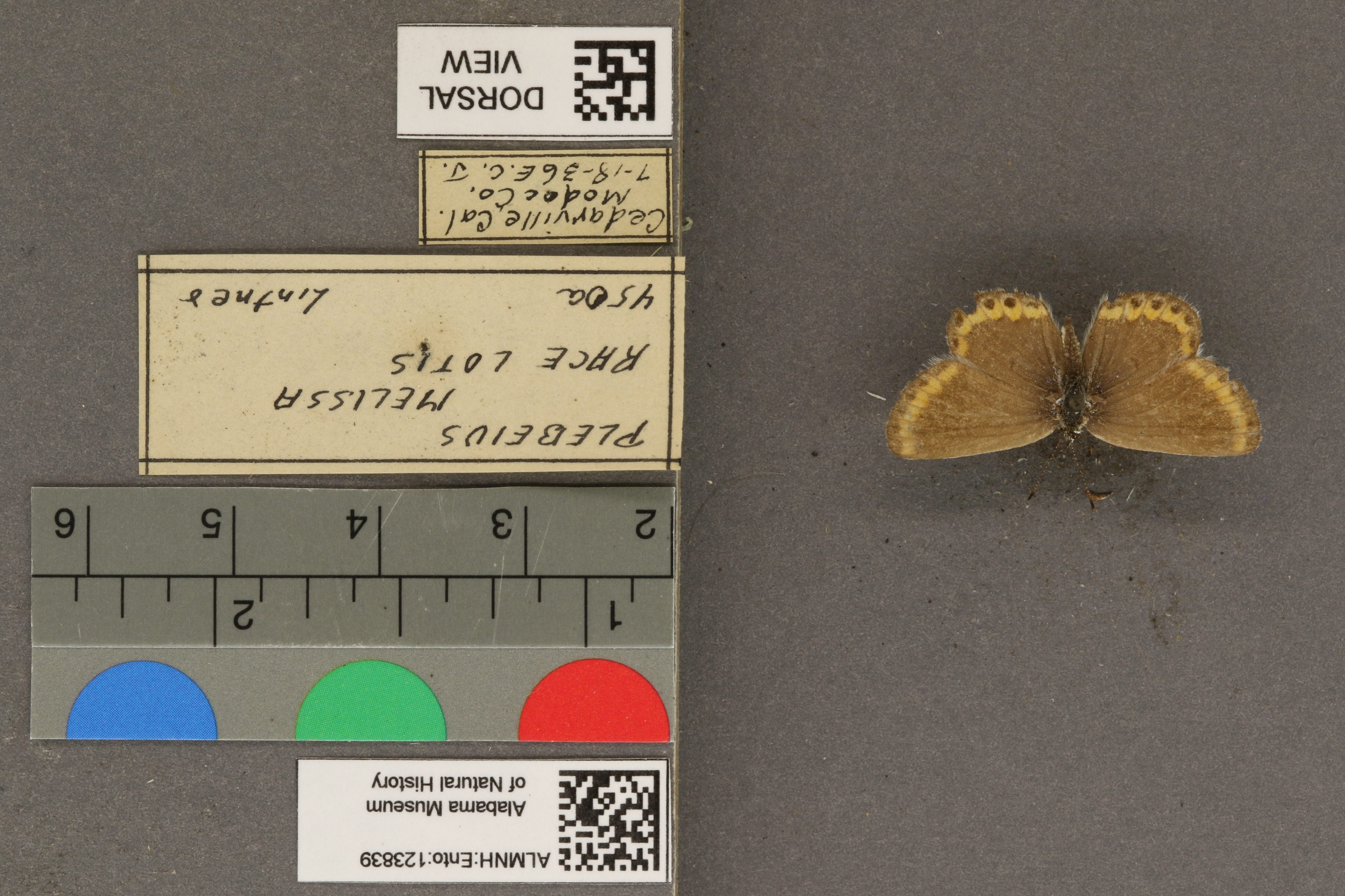 Plebejus melissa