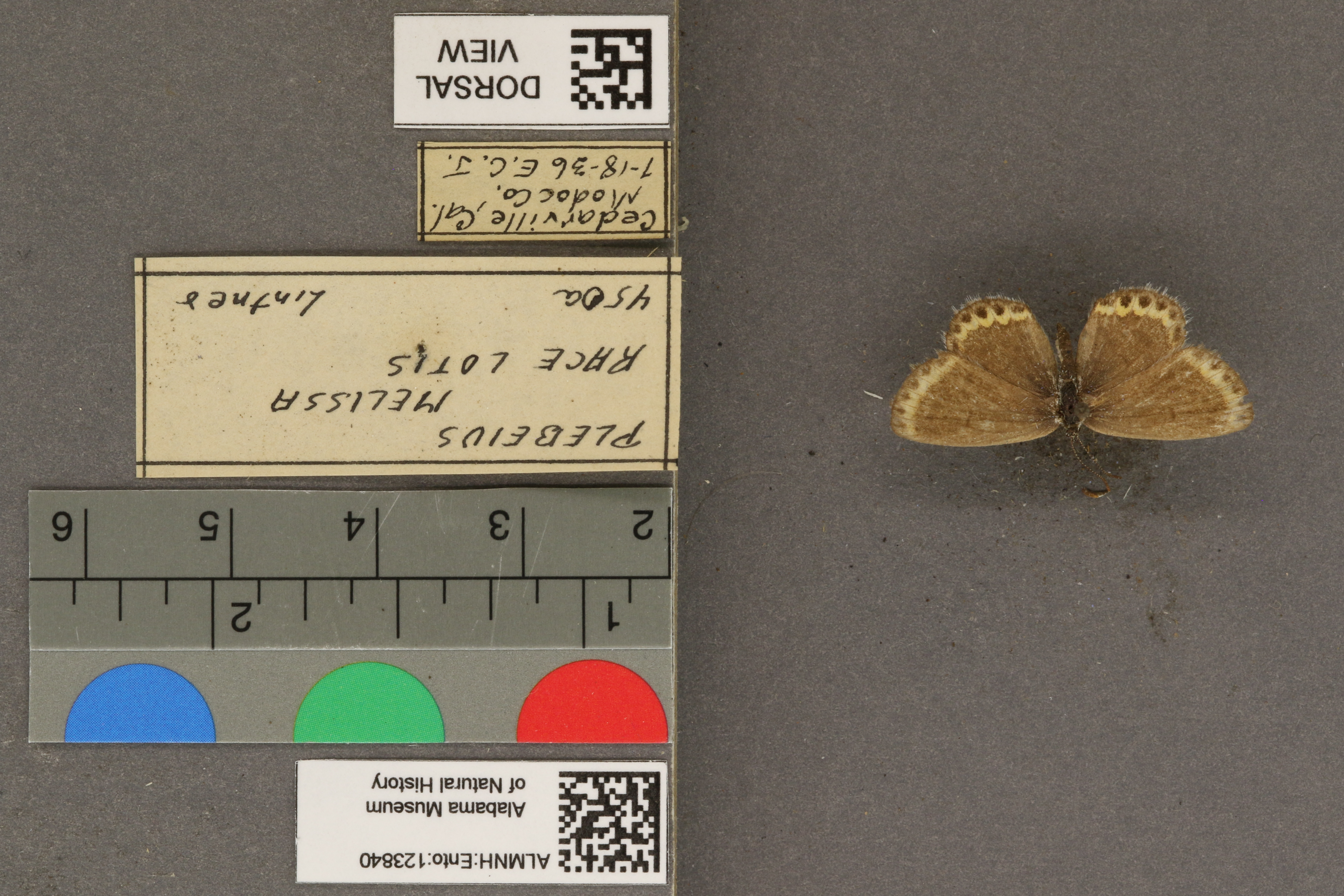 Plebejus melissa
