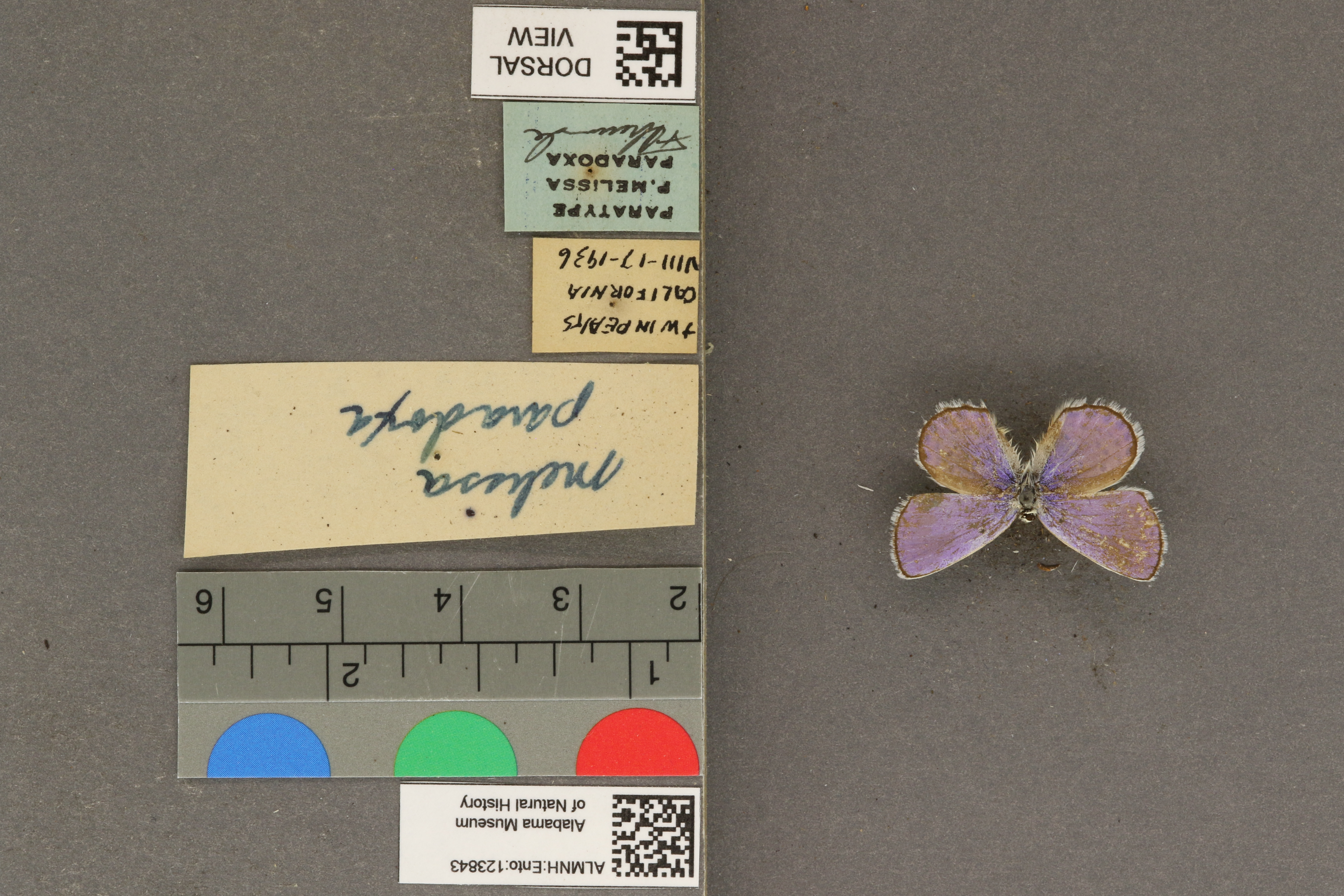 Plebejus melissa