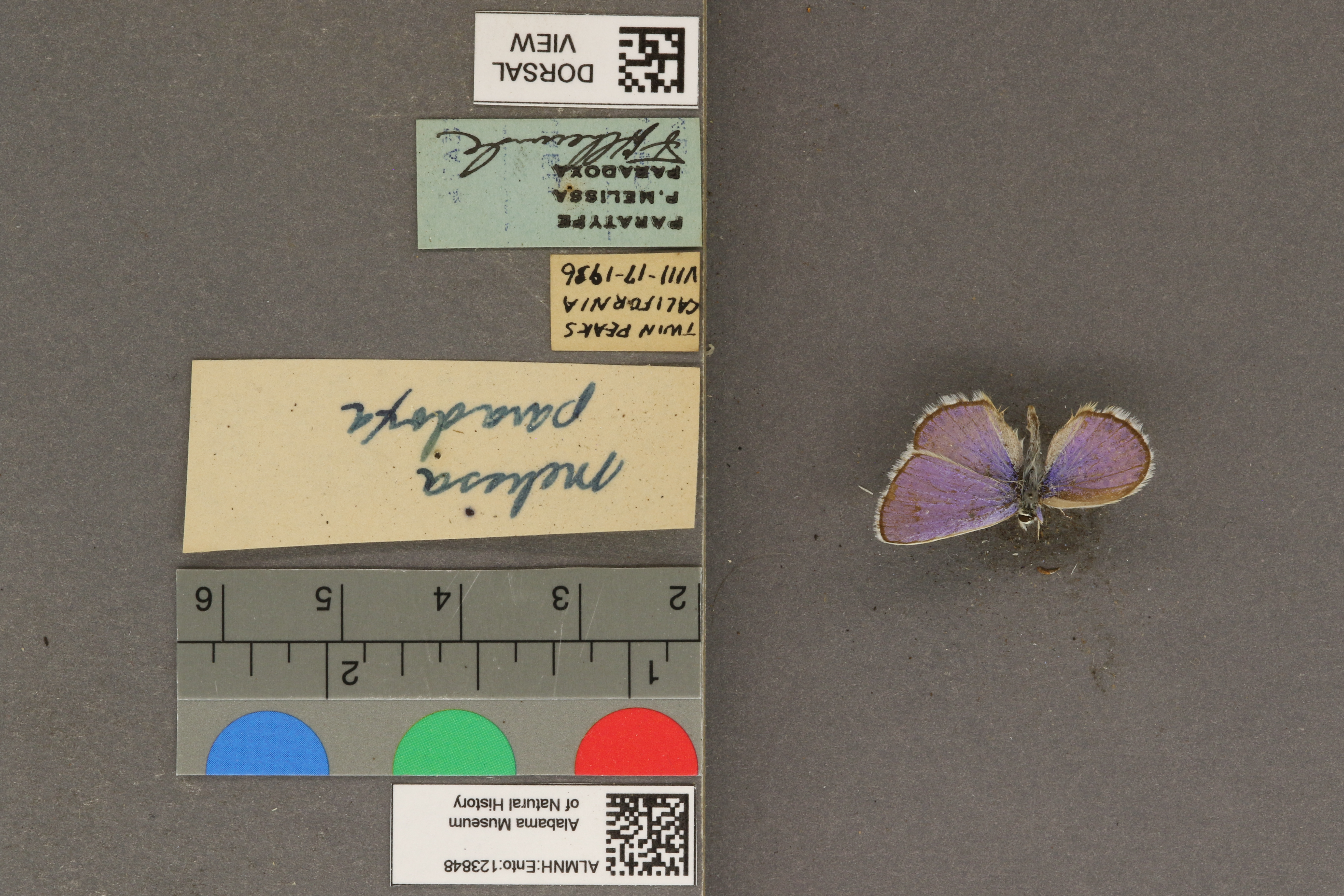 Plebejus melissa