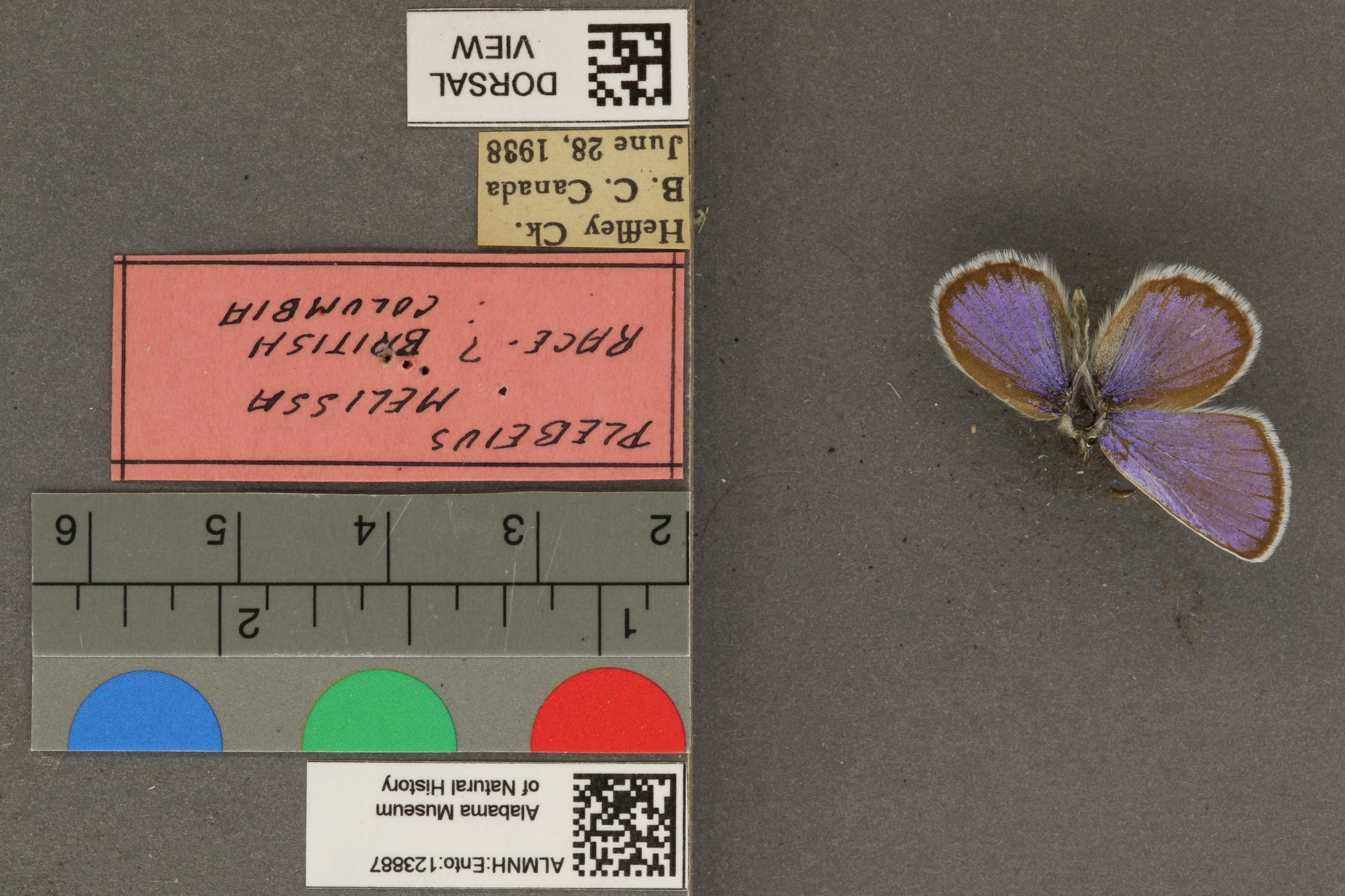 Plebejus melissa