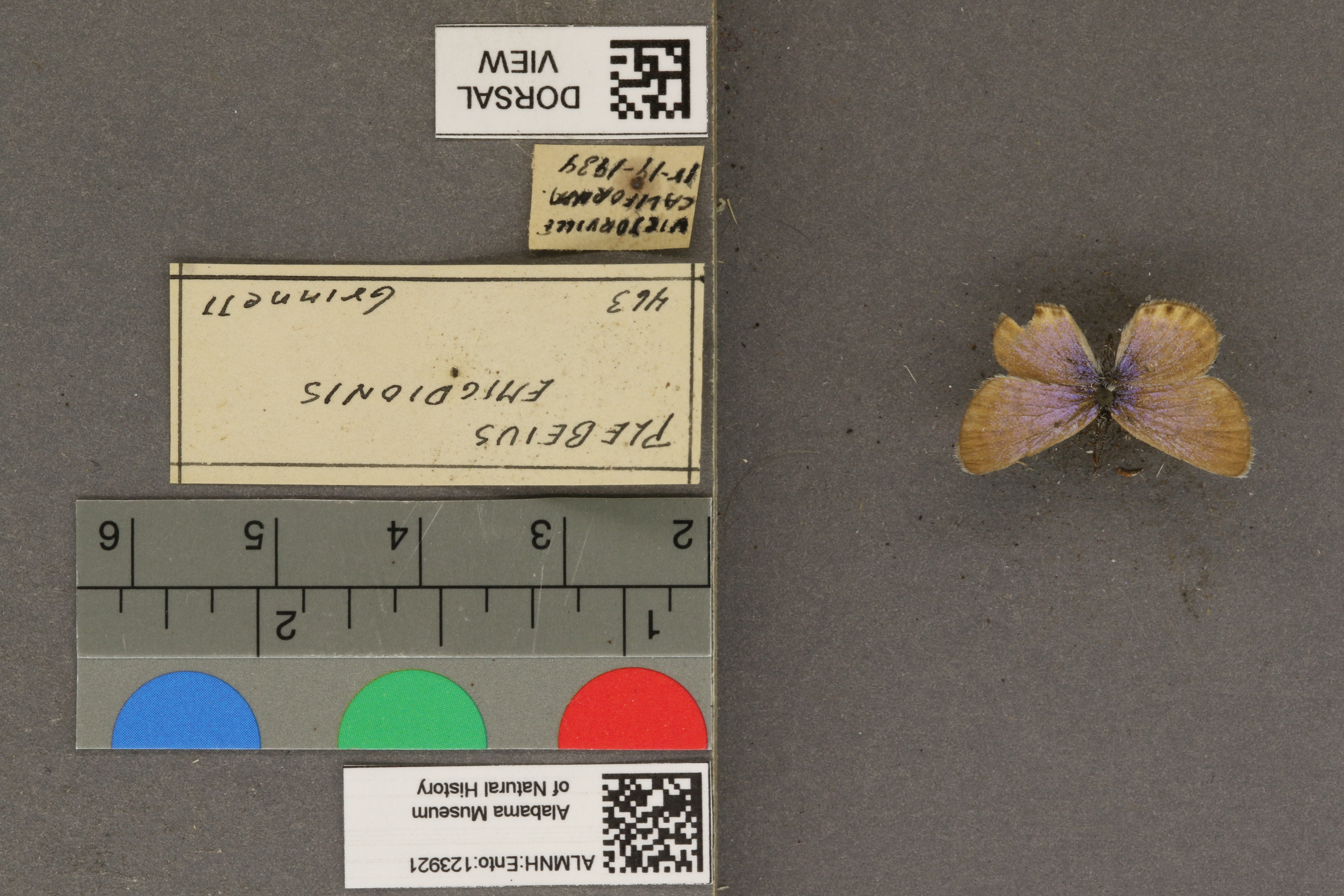 Plebulina emigdionis