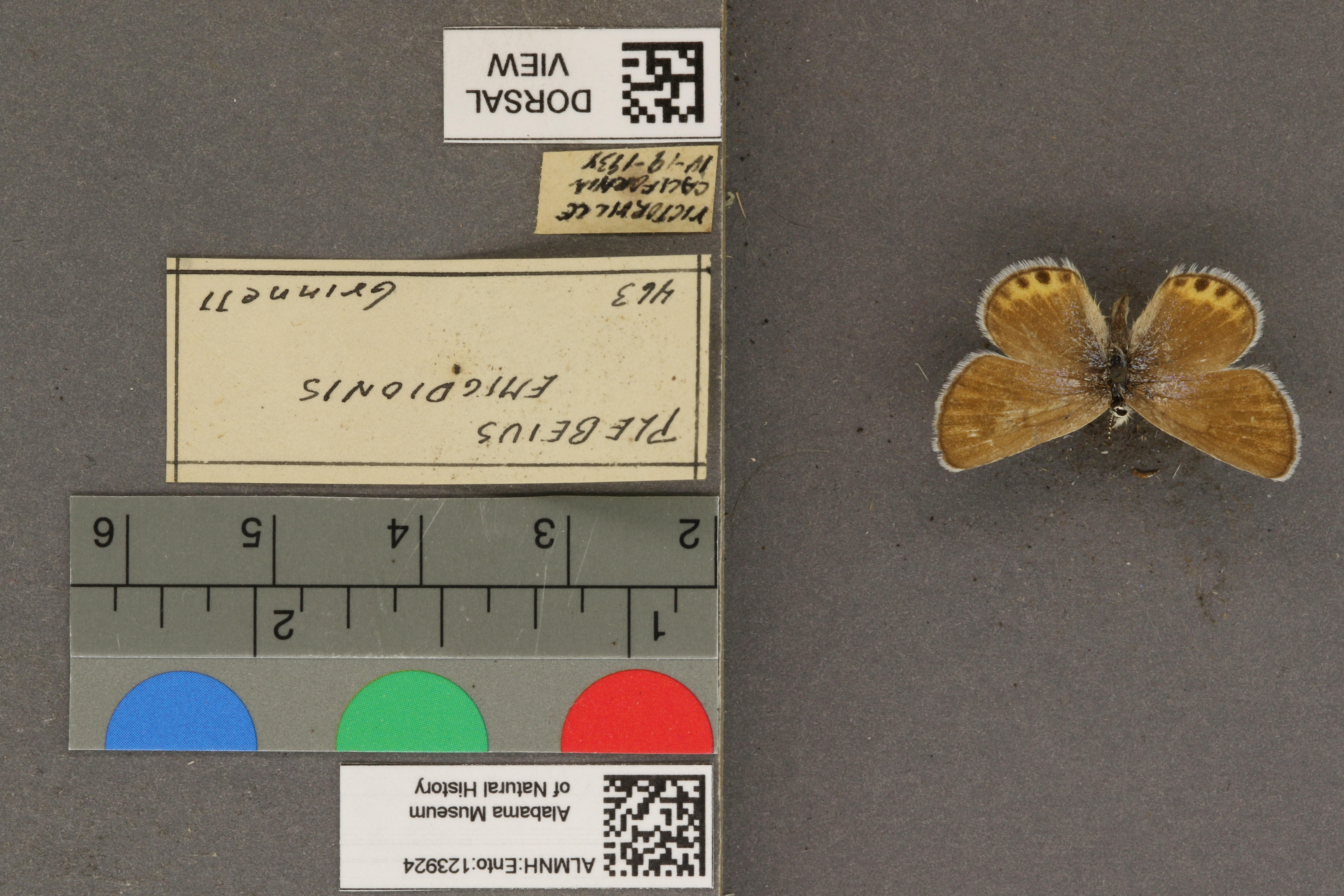 Plebulina emigdionis