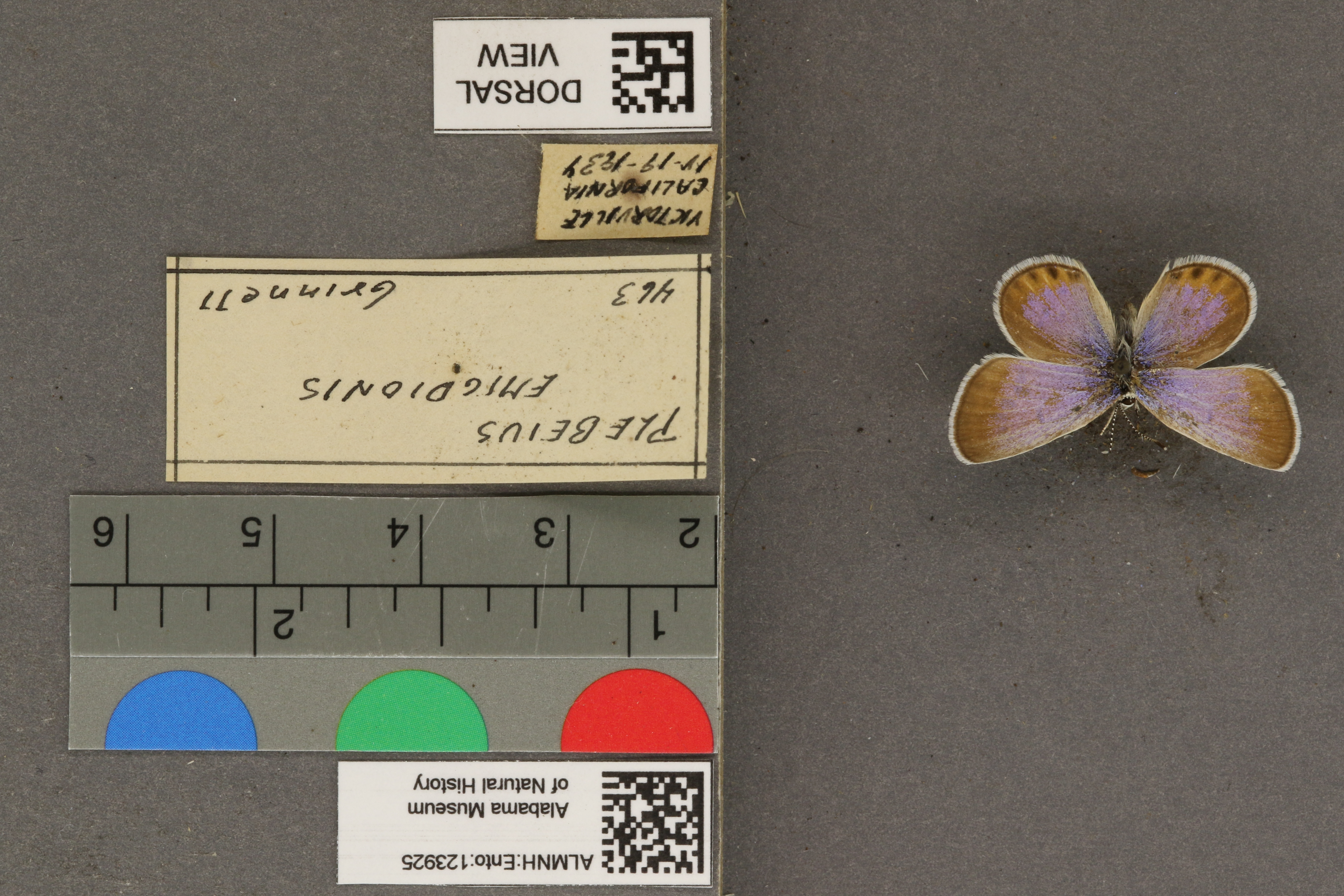 Plebulina emigdionis