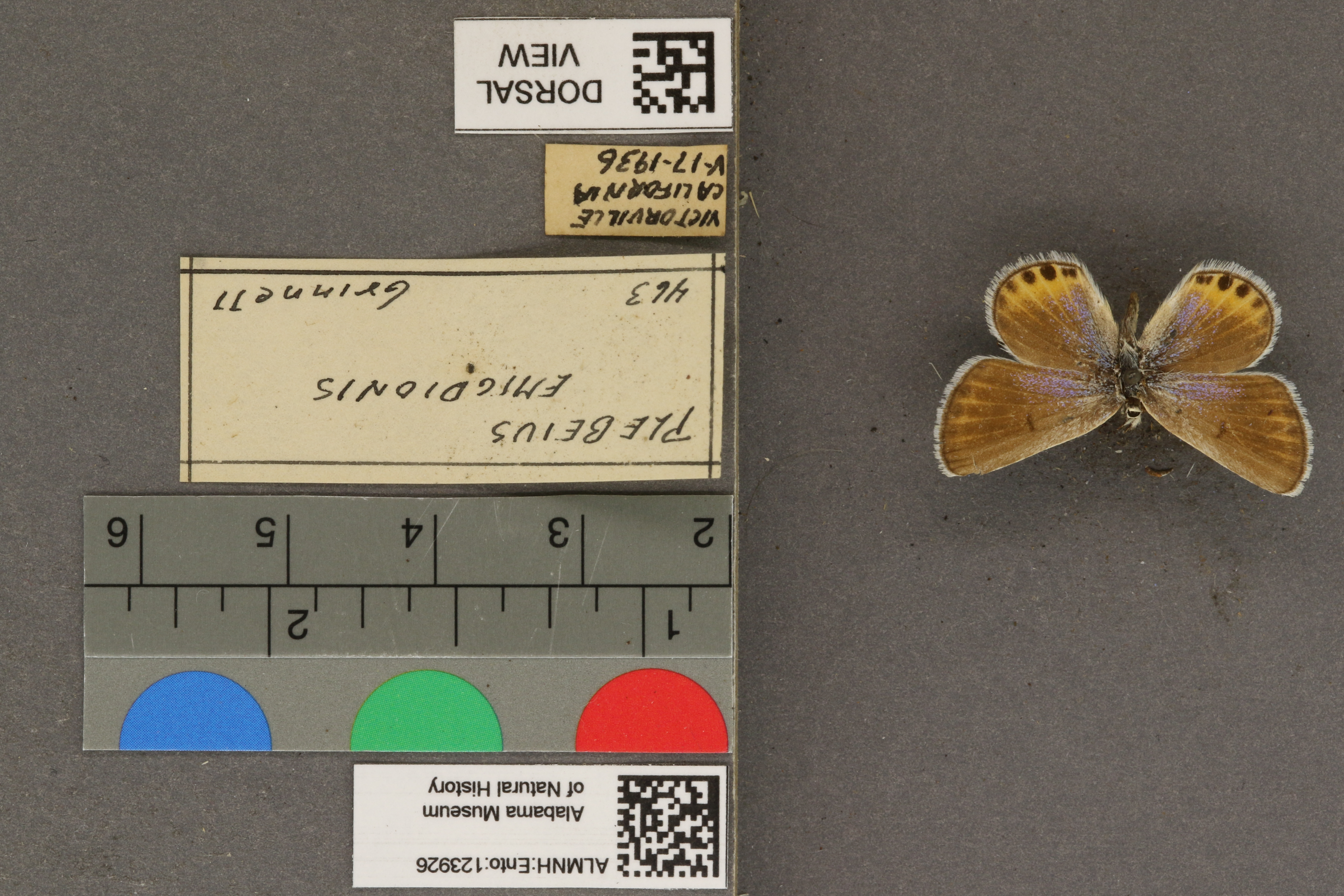 Plebulina emigdionis