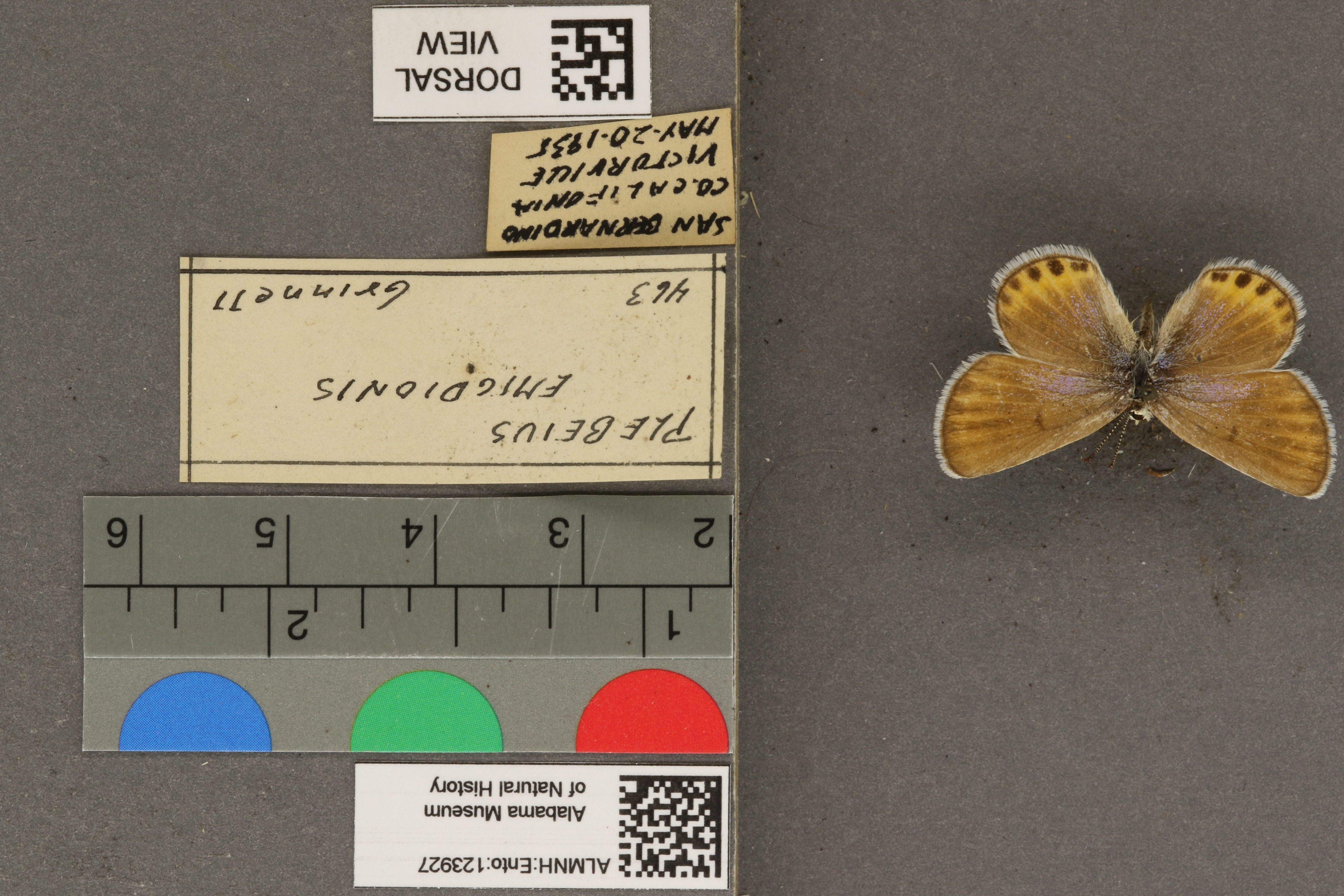 Plebulina emigdionis