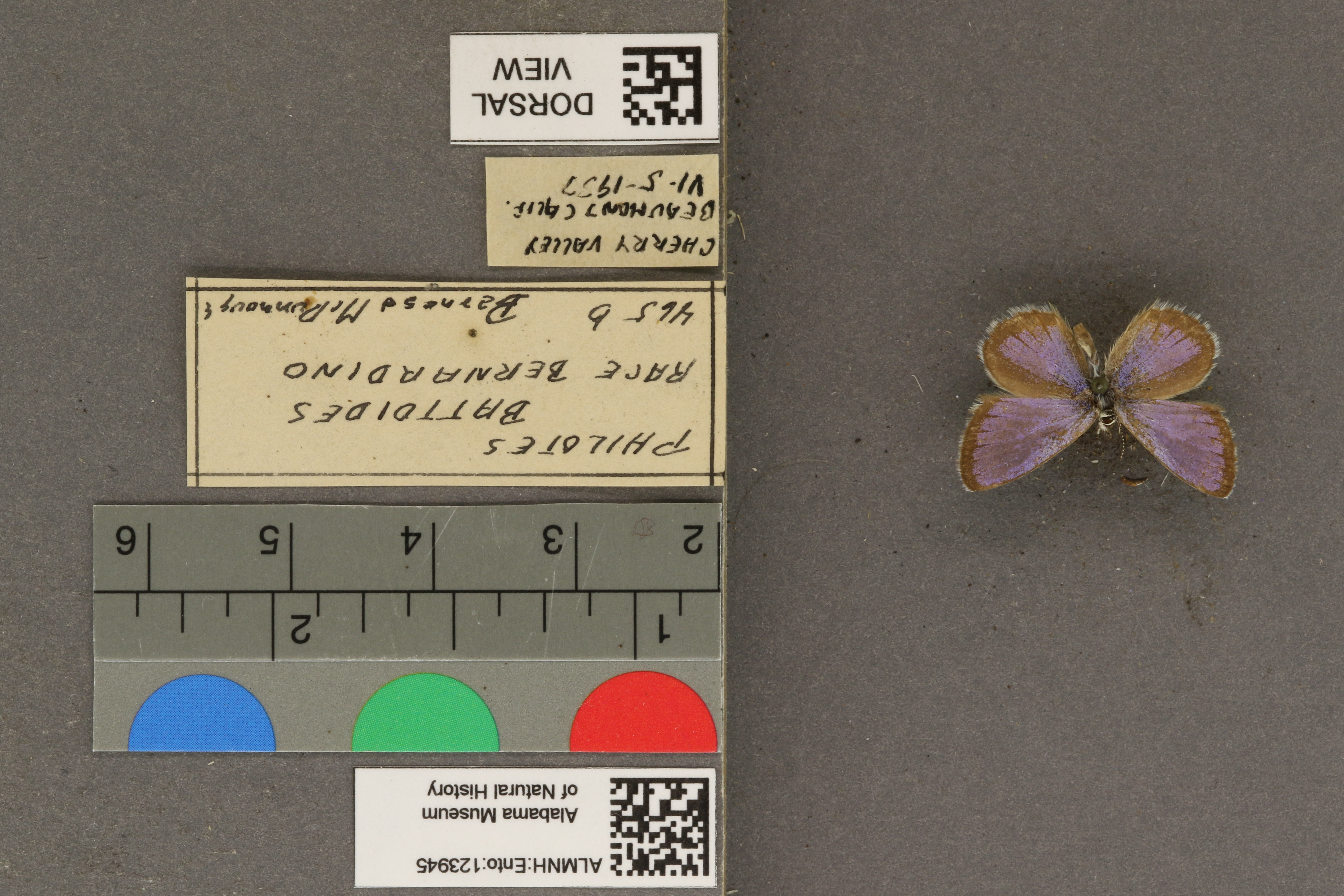 Euphilotes battoides