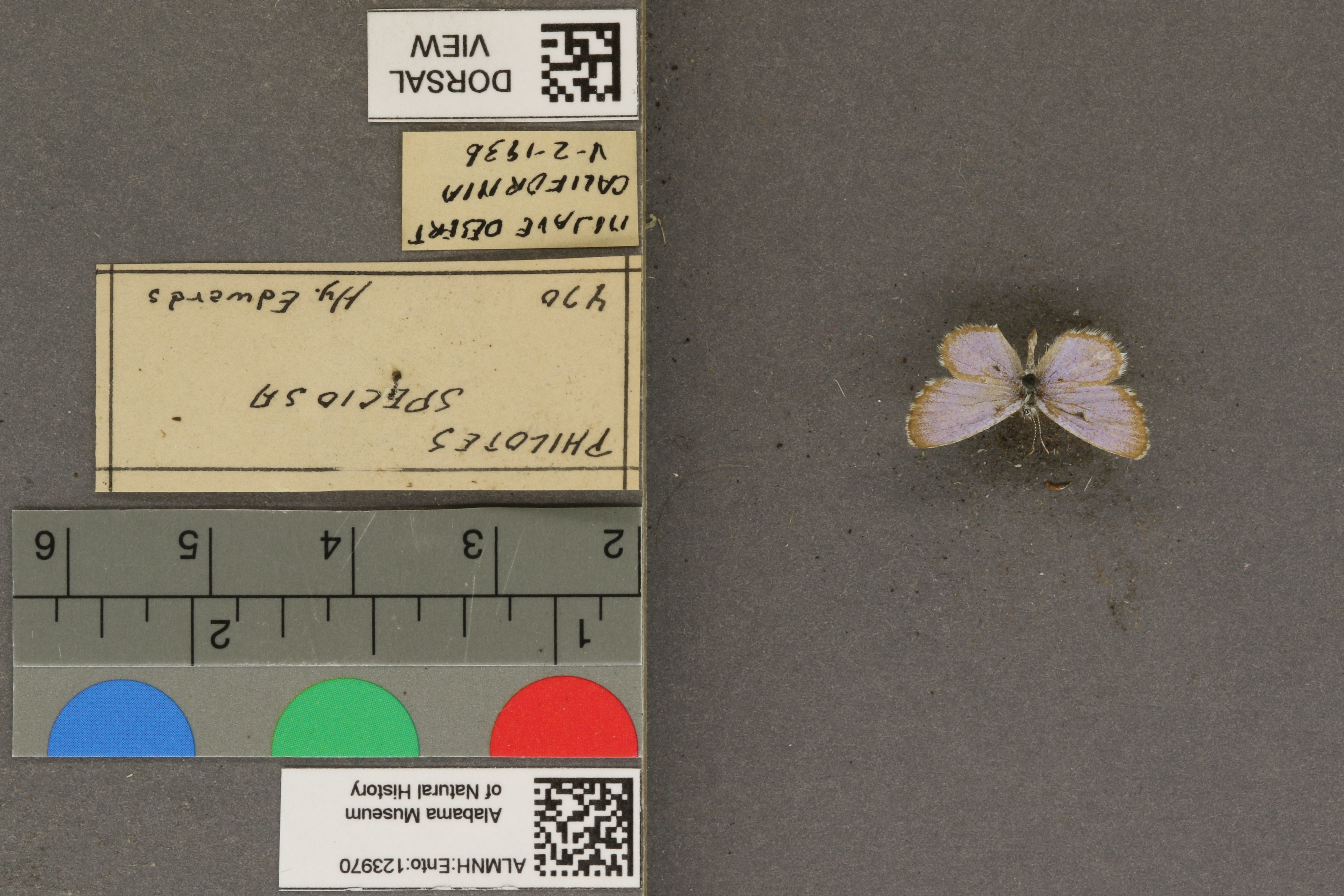 Philotiella speciosa