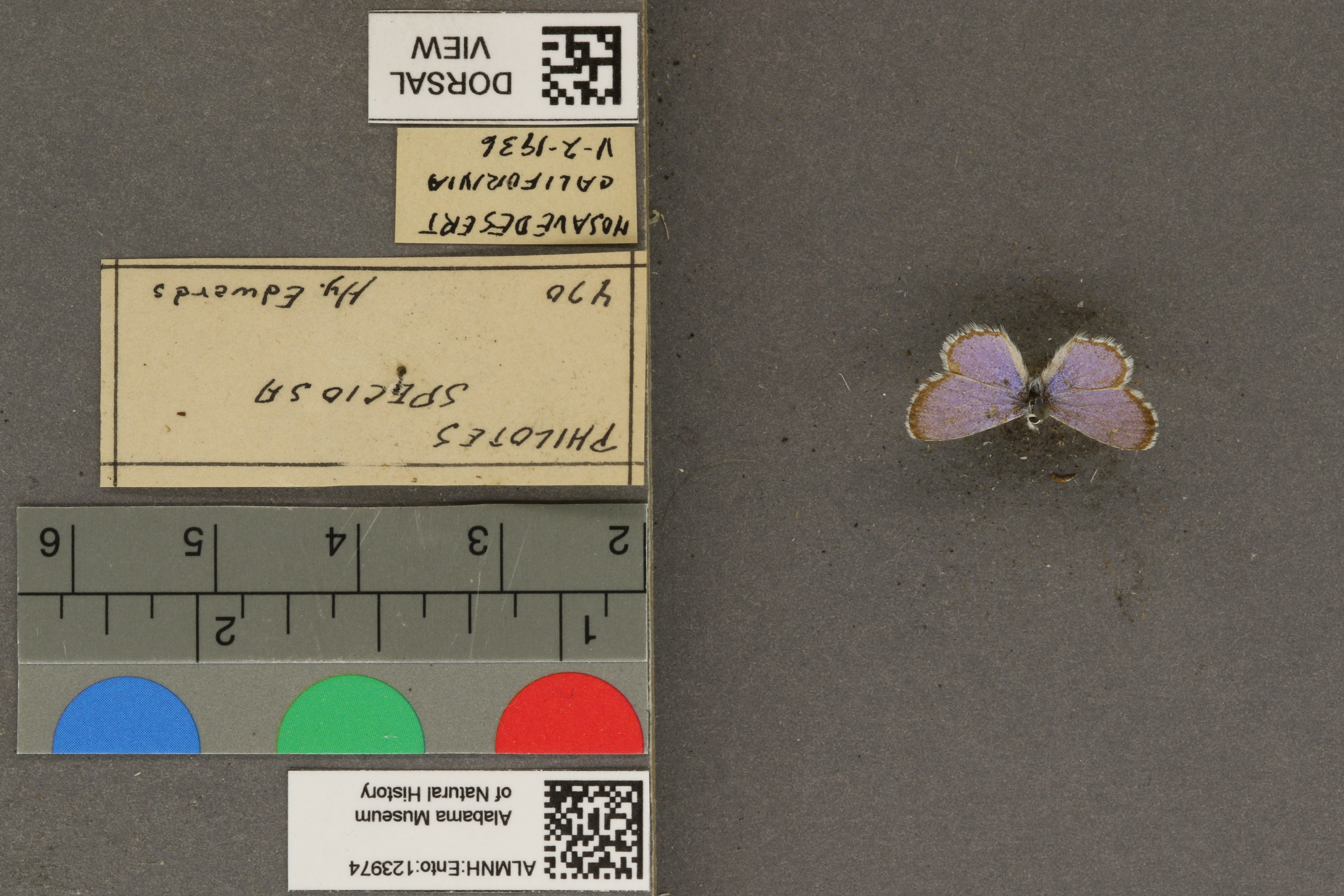 Philotiella speciosa