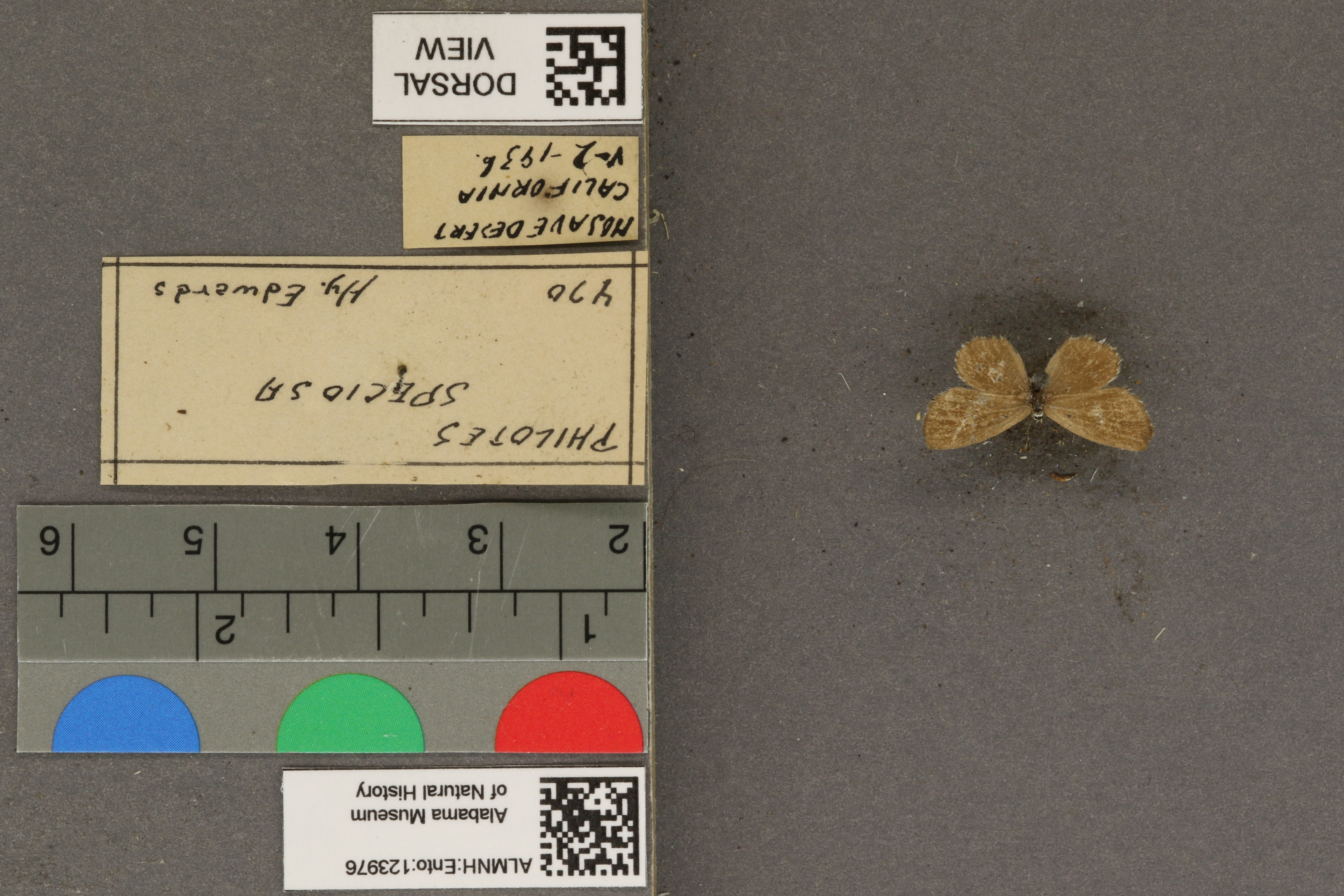 Philotiella speciosa
