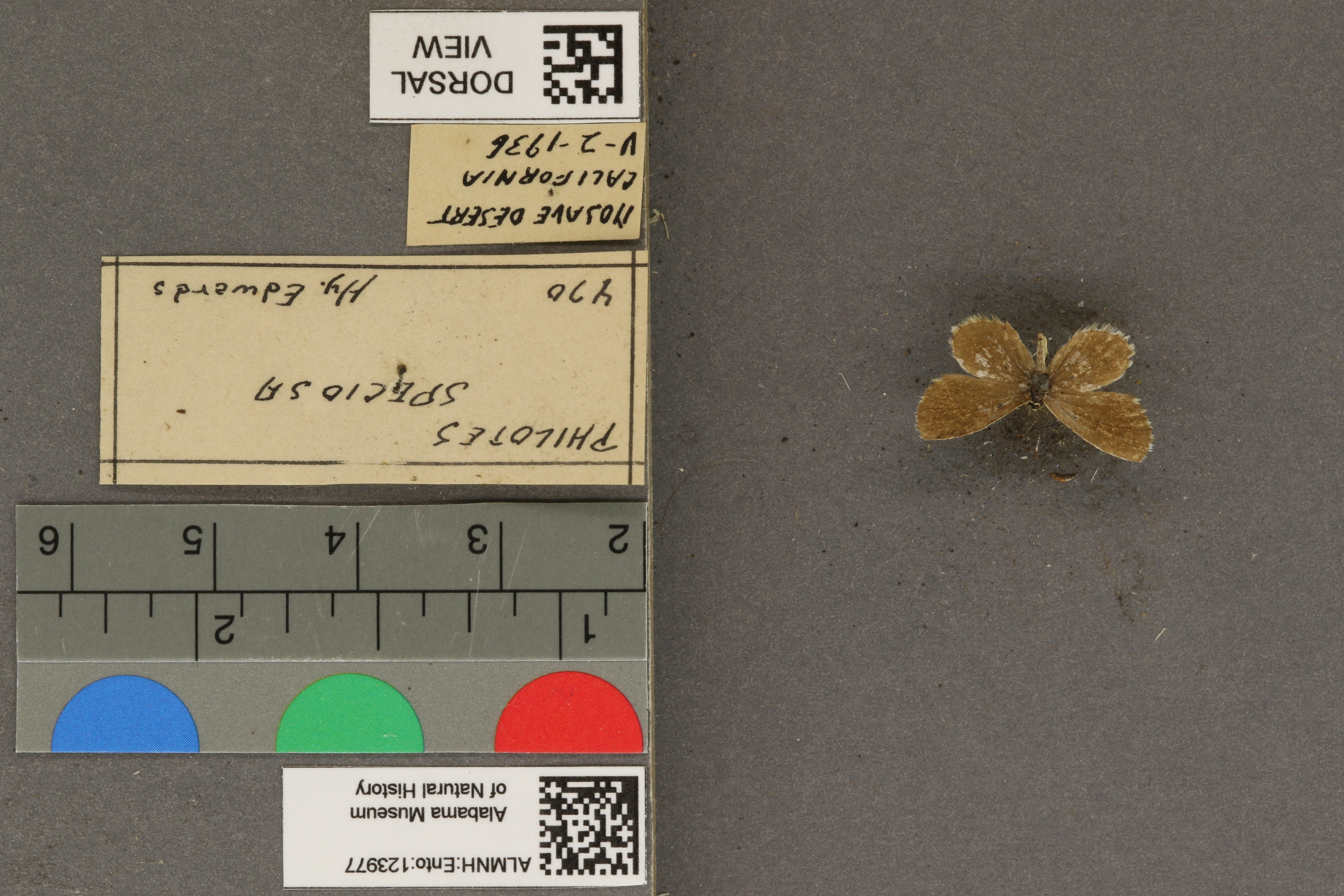 Philotiella speciosa