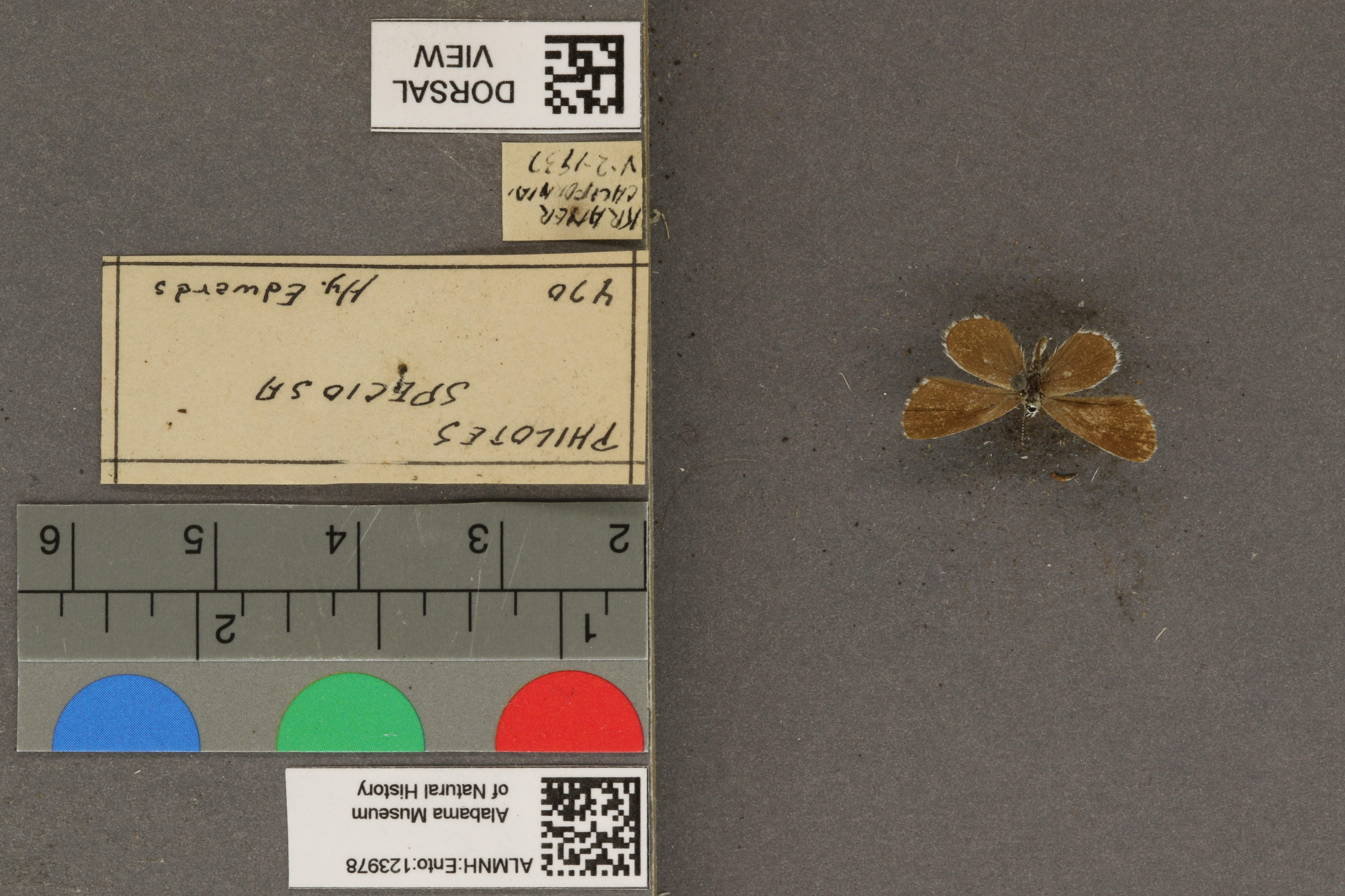 Philotiella speciosa
