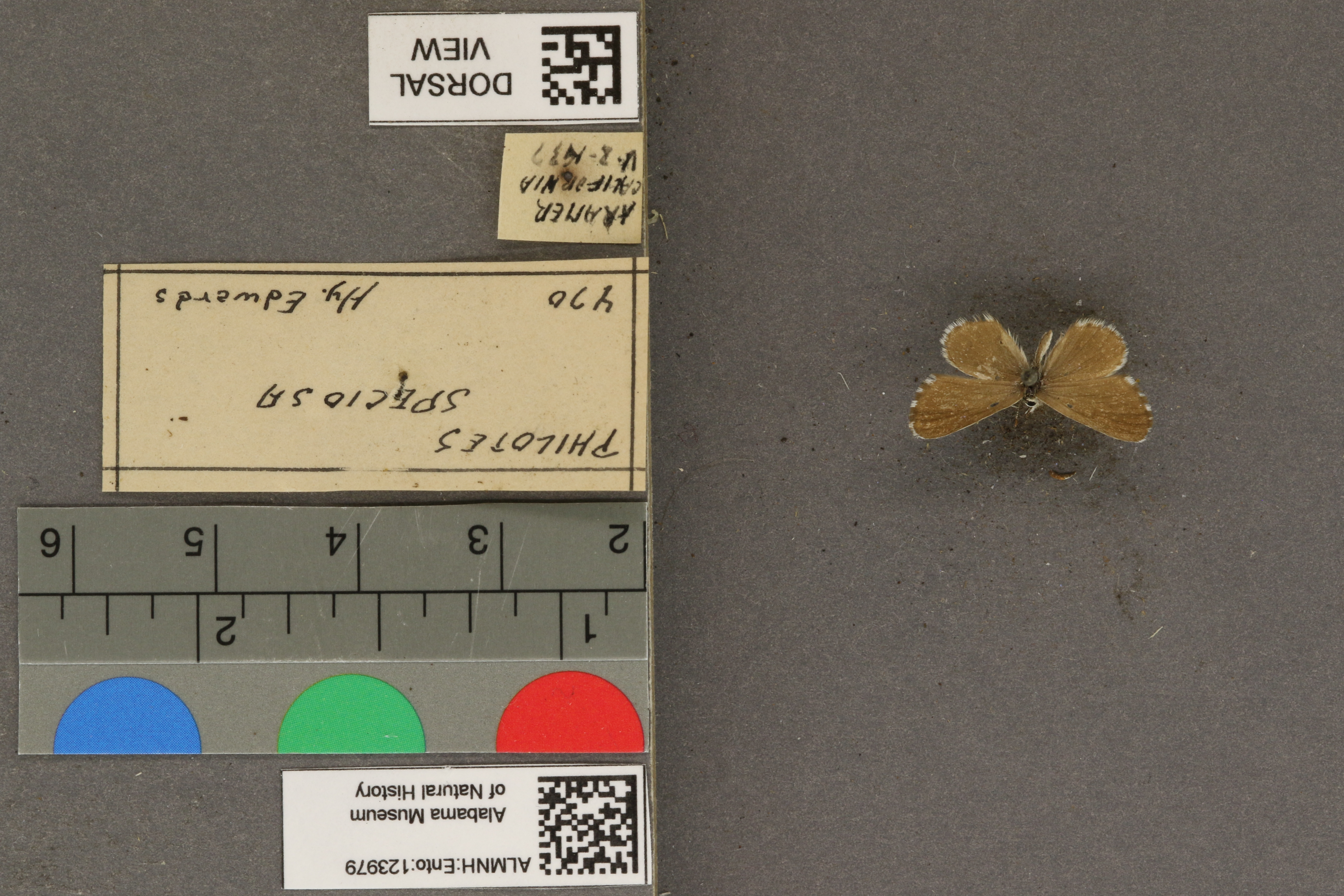 Philotiella speciosa