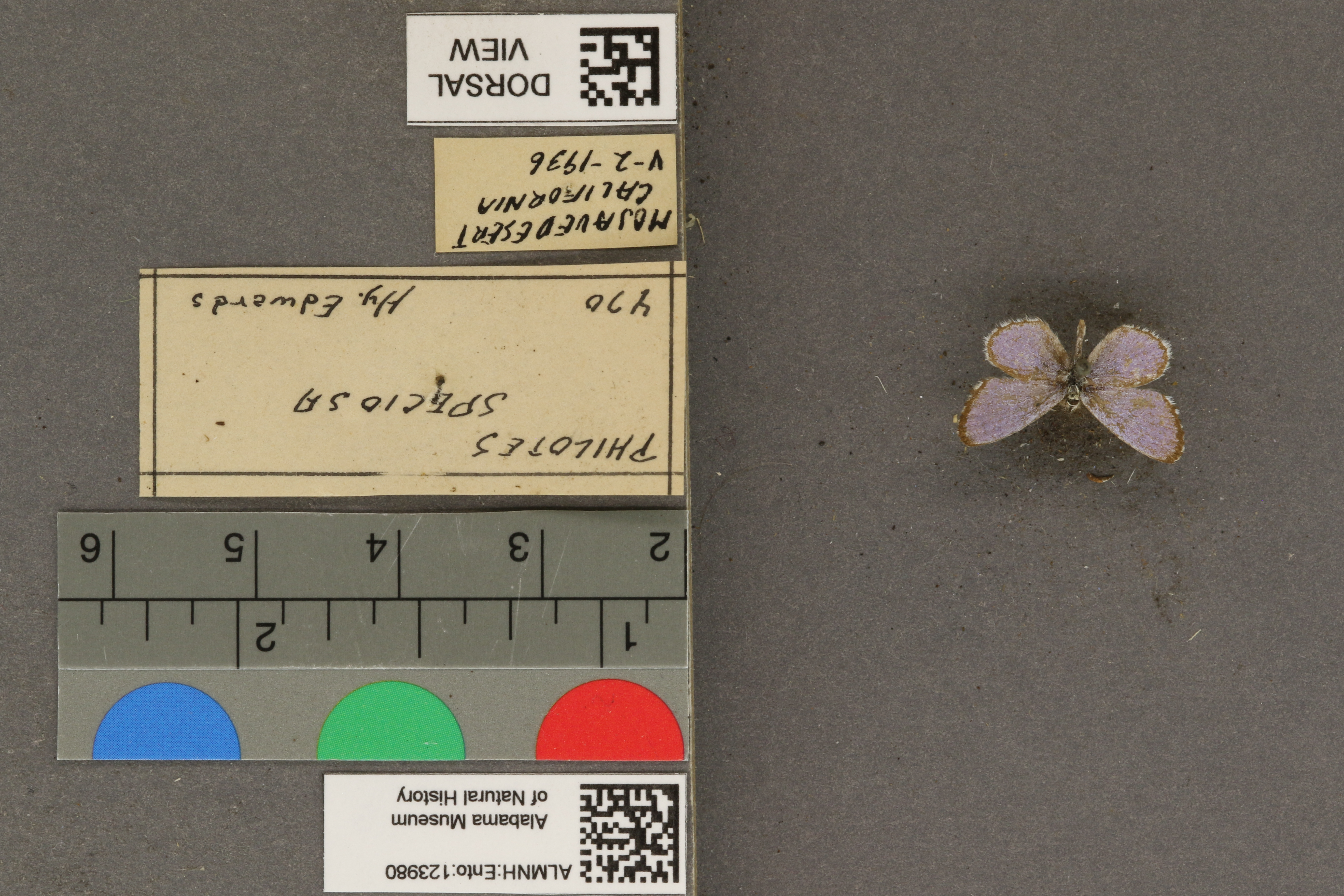 Philotiella speciosa