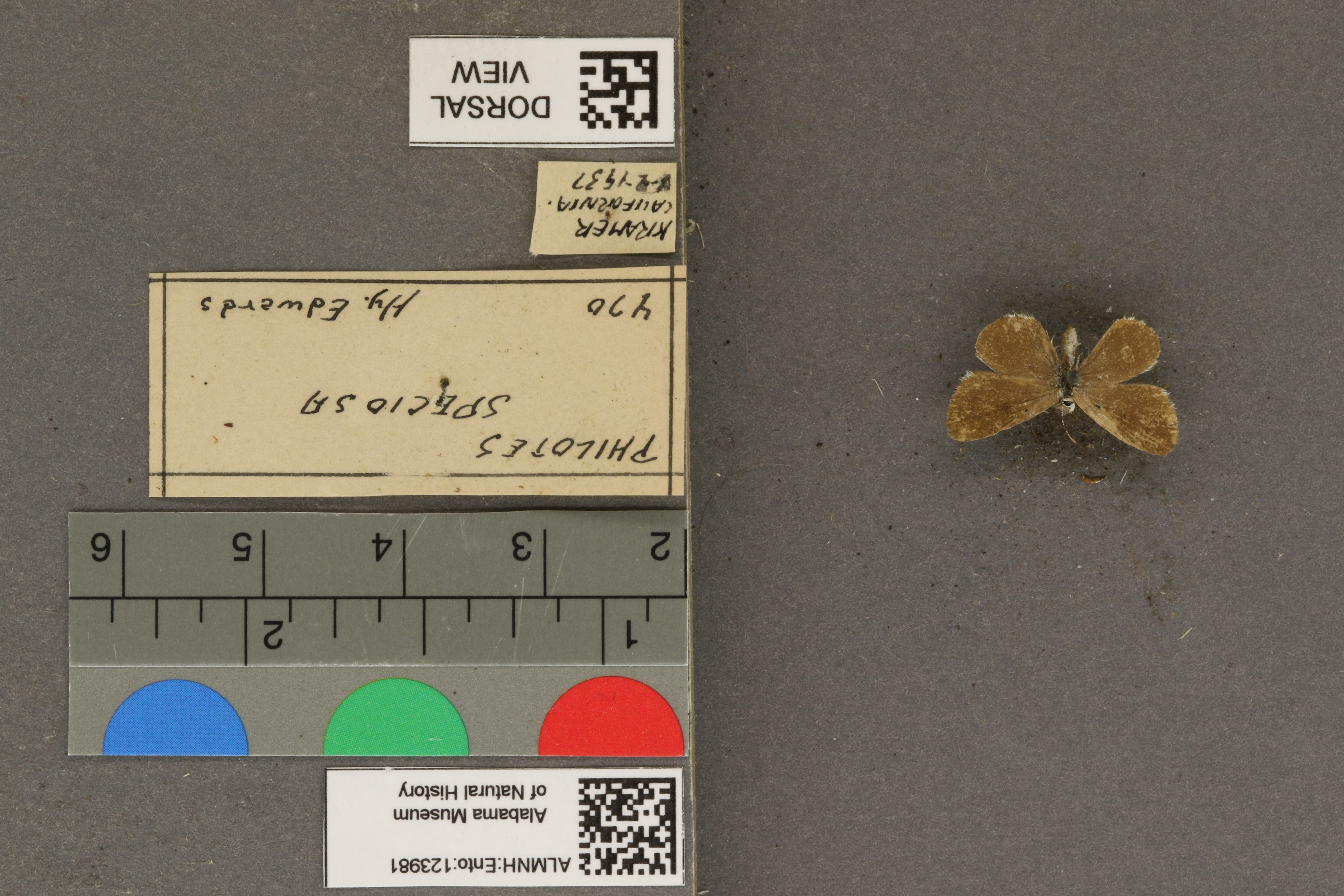 Philotiella speciosa