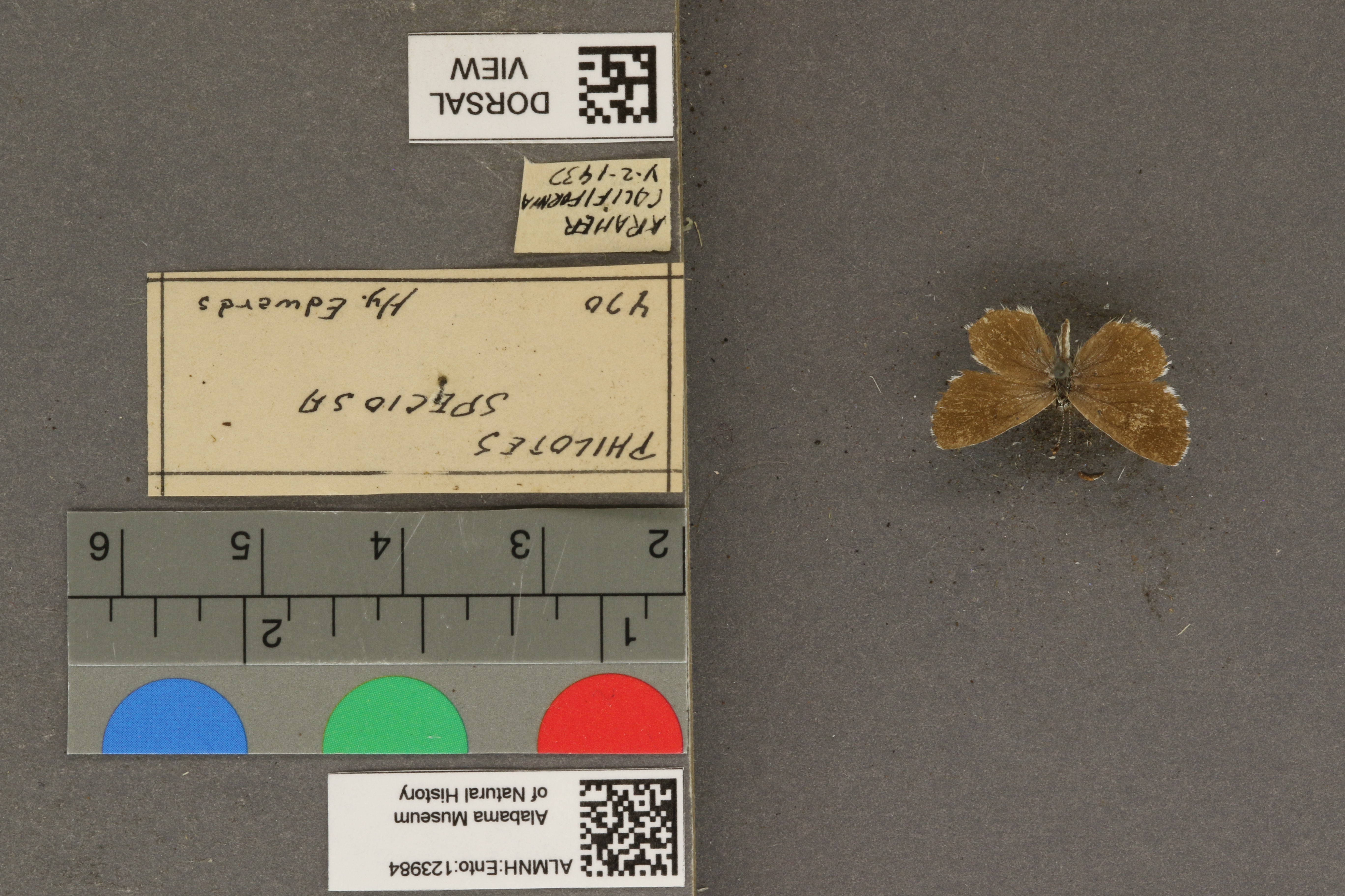 Philotiella speciosa