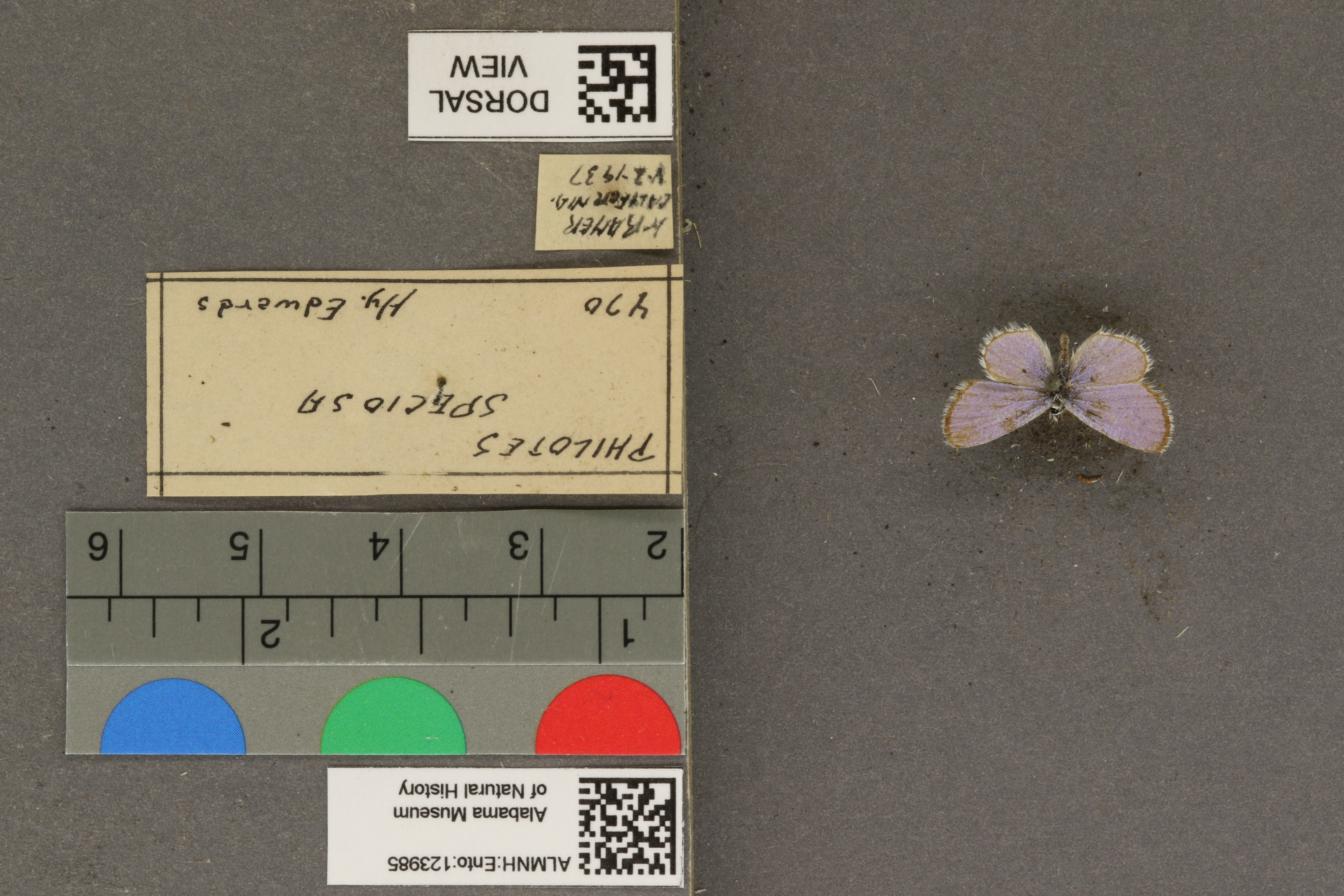 Philotiella speciosa