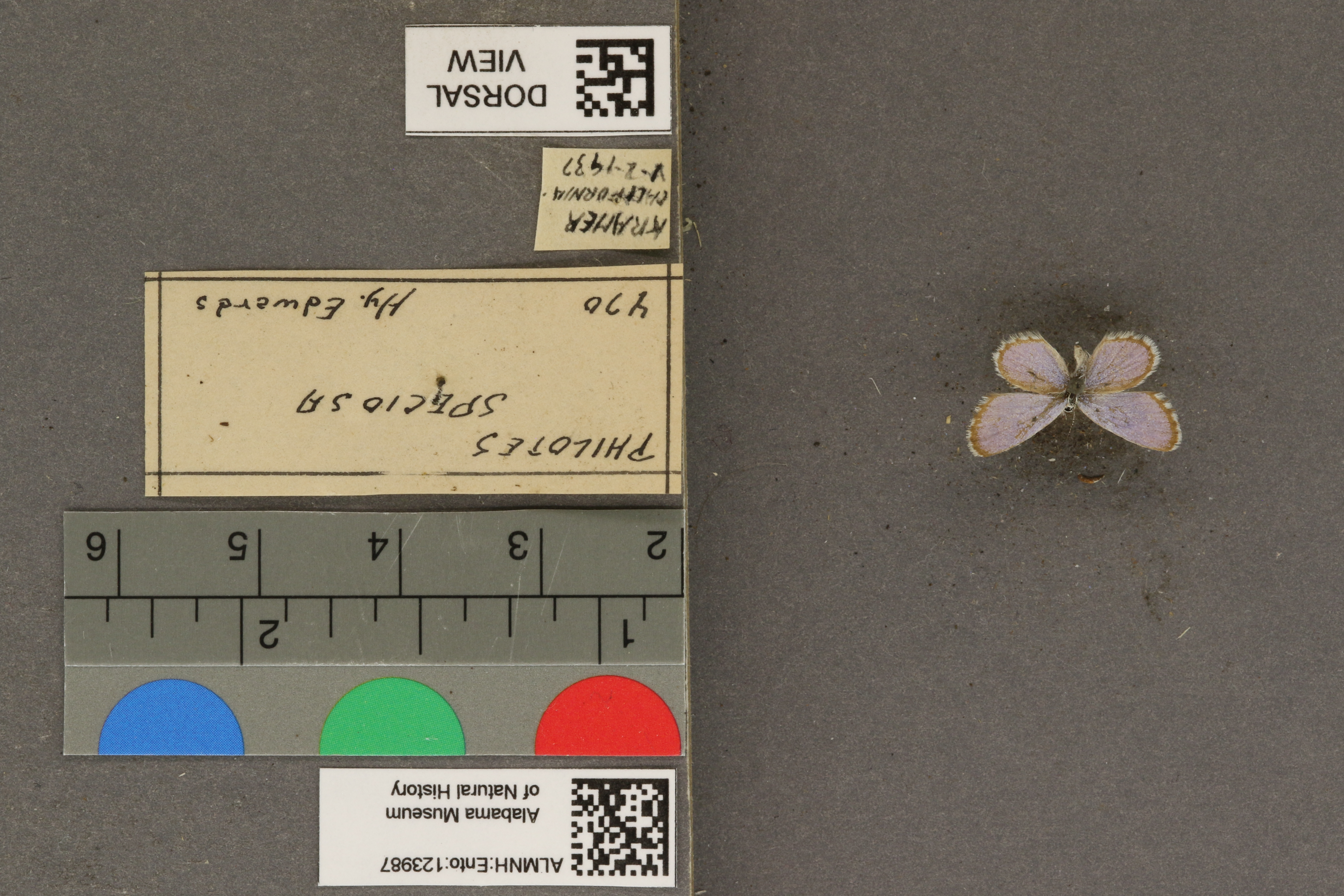 Philotiella speciosa