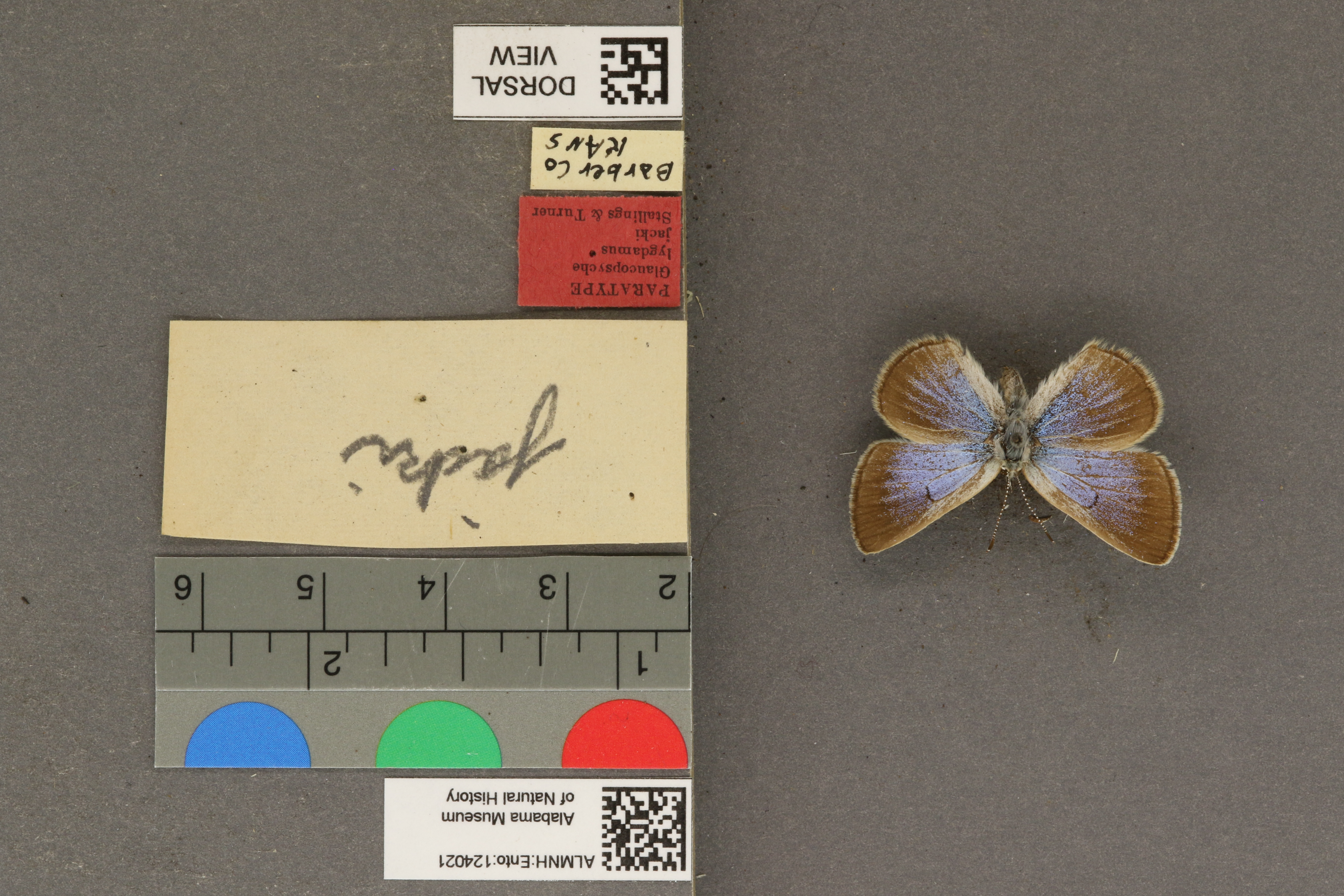 Glaucopsyche lygdamus