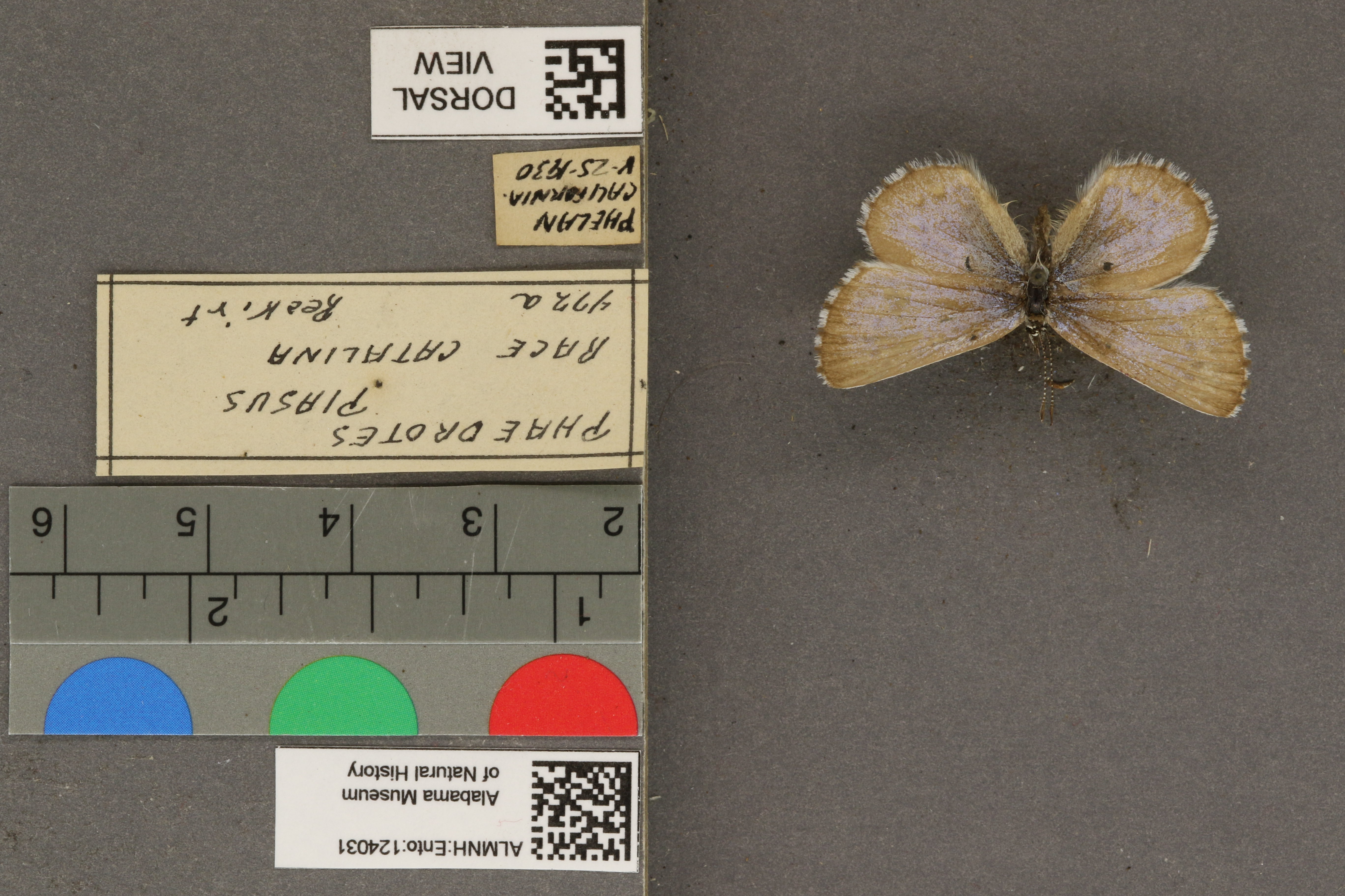 Phaedrotes piasus