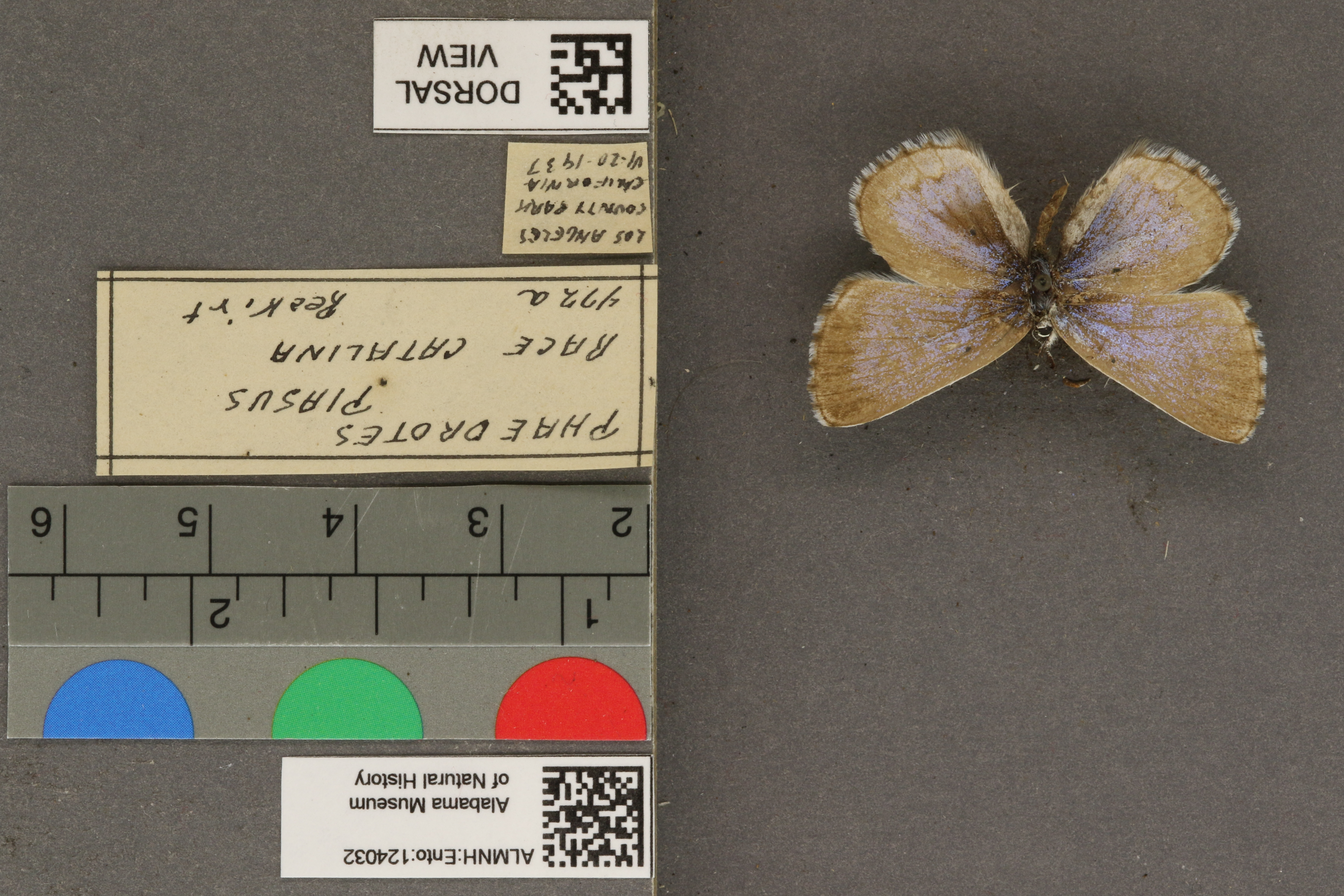 Phaedrotes piasus