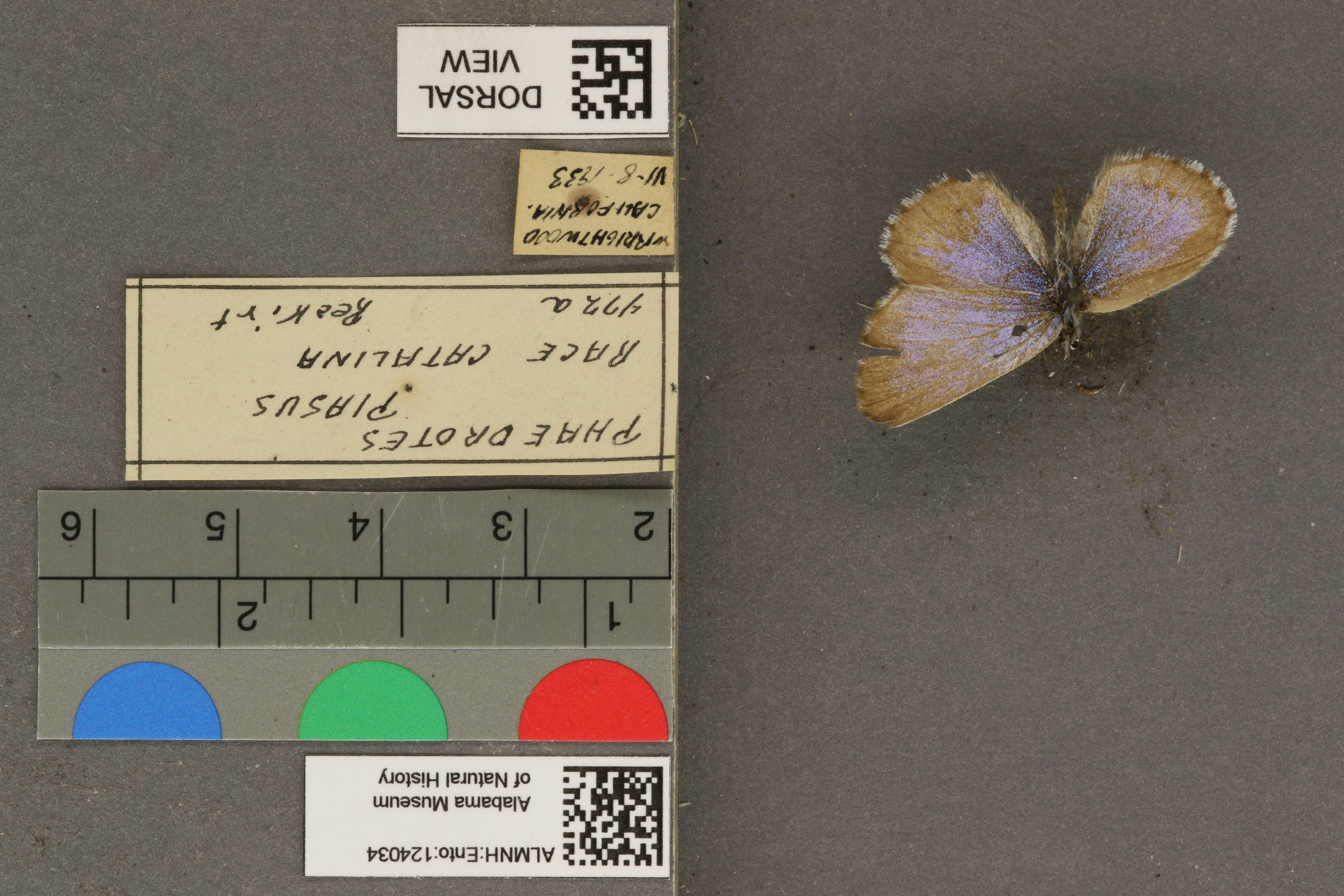 Phaedrotes piasus