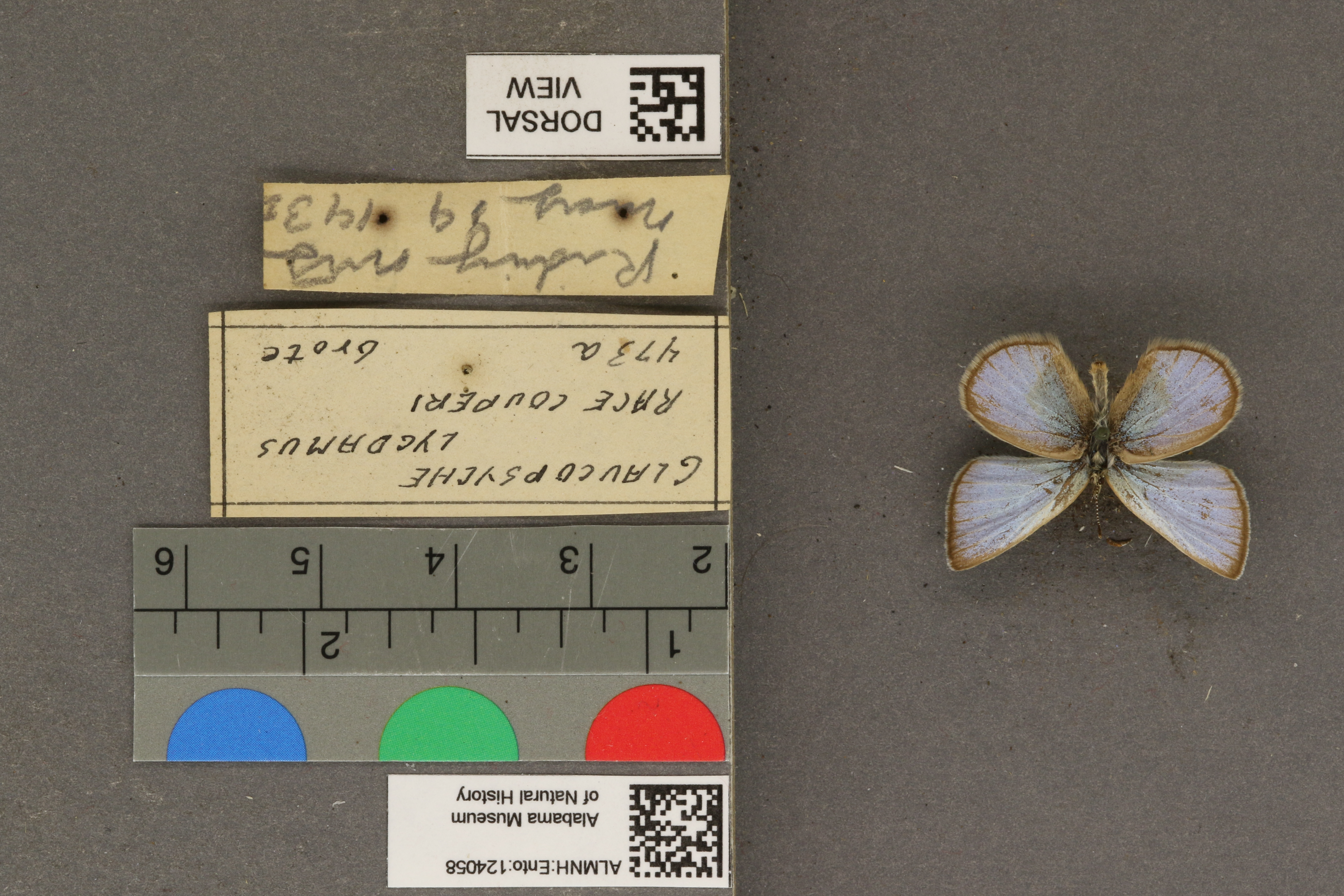 Glaucopsyche lygdamus couperi