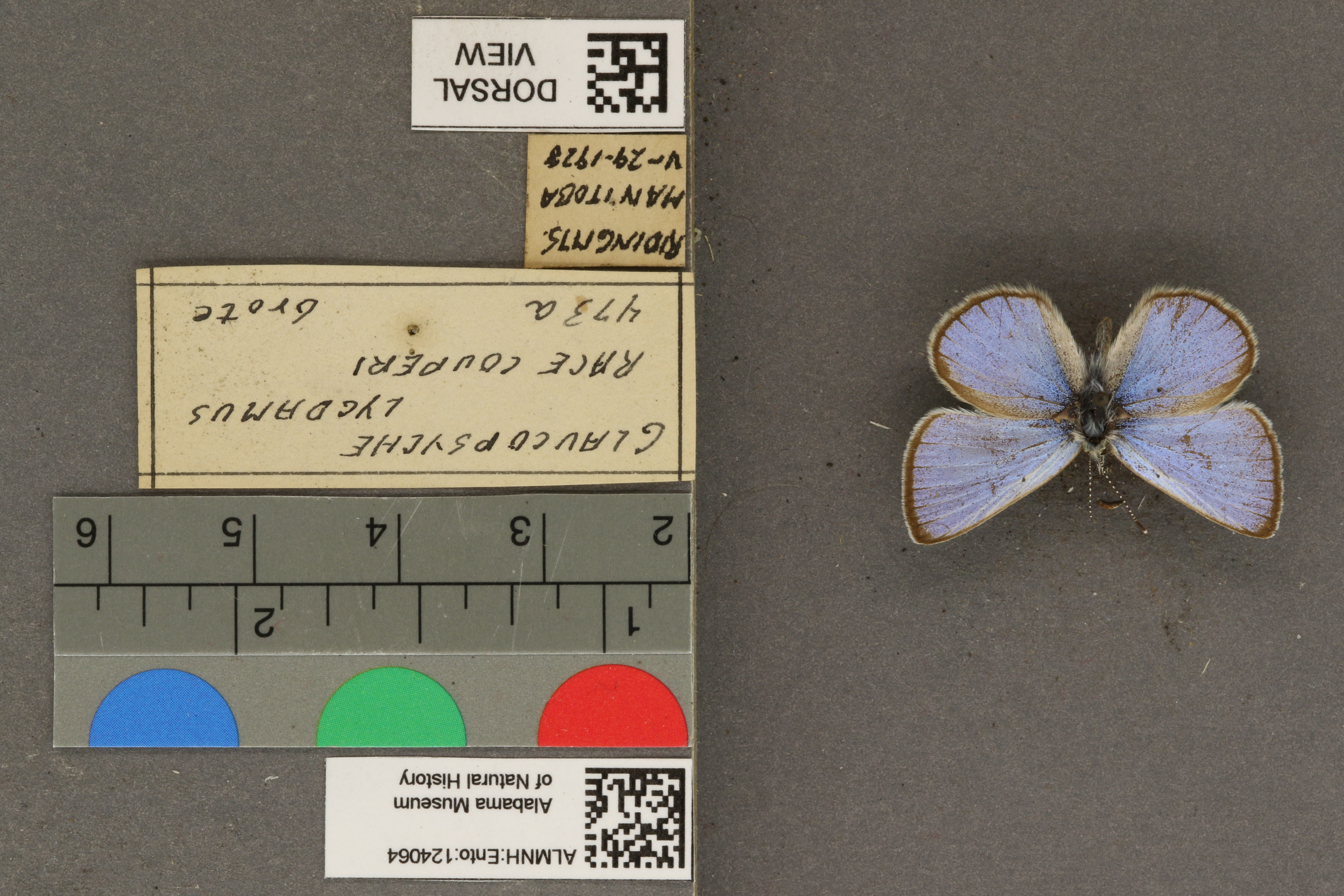 Glaucopsyche lygdamus couperi