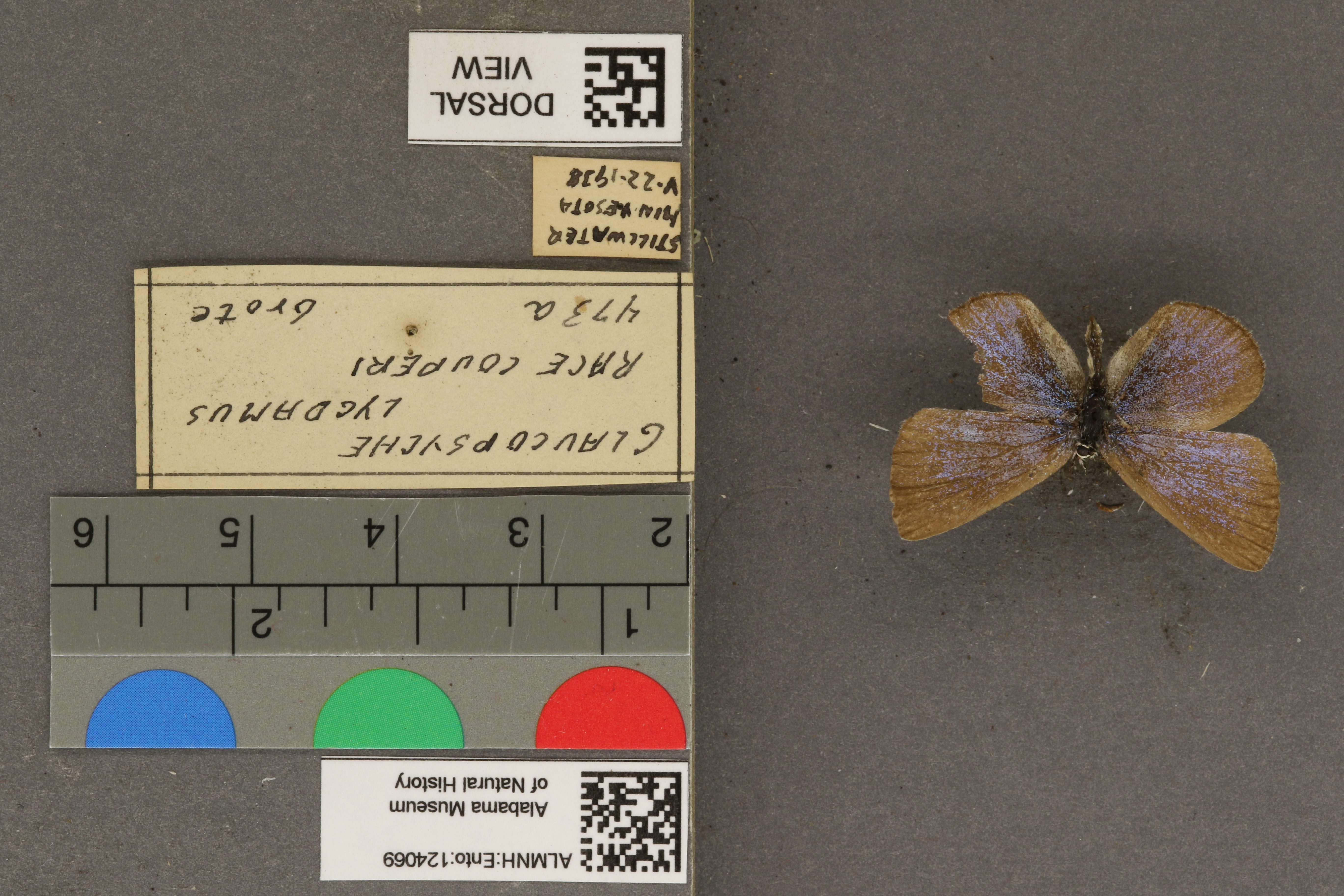 Glaucopsyche lygdamus couperi