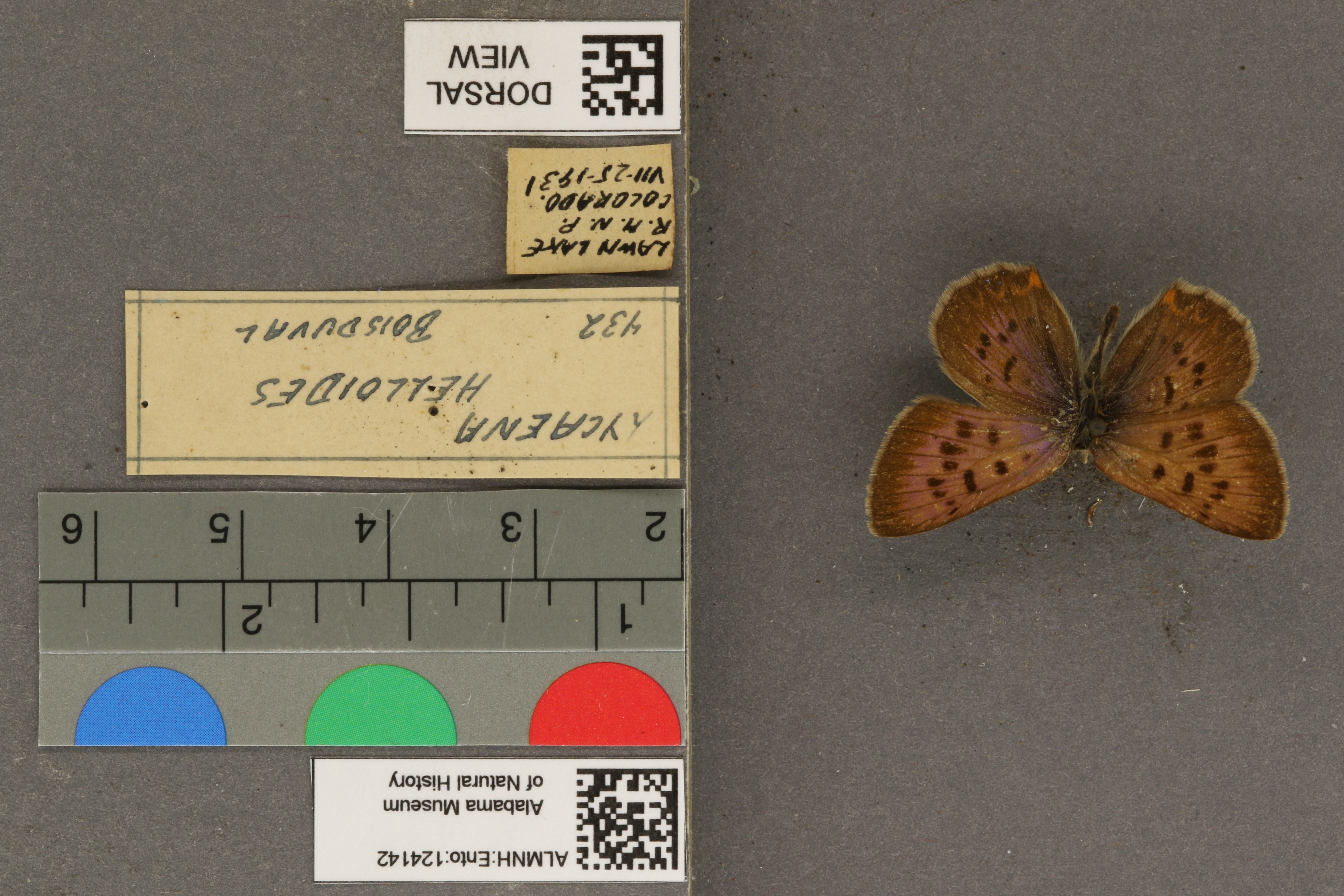 Lycaena helloides