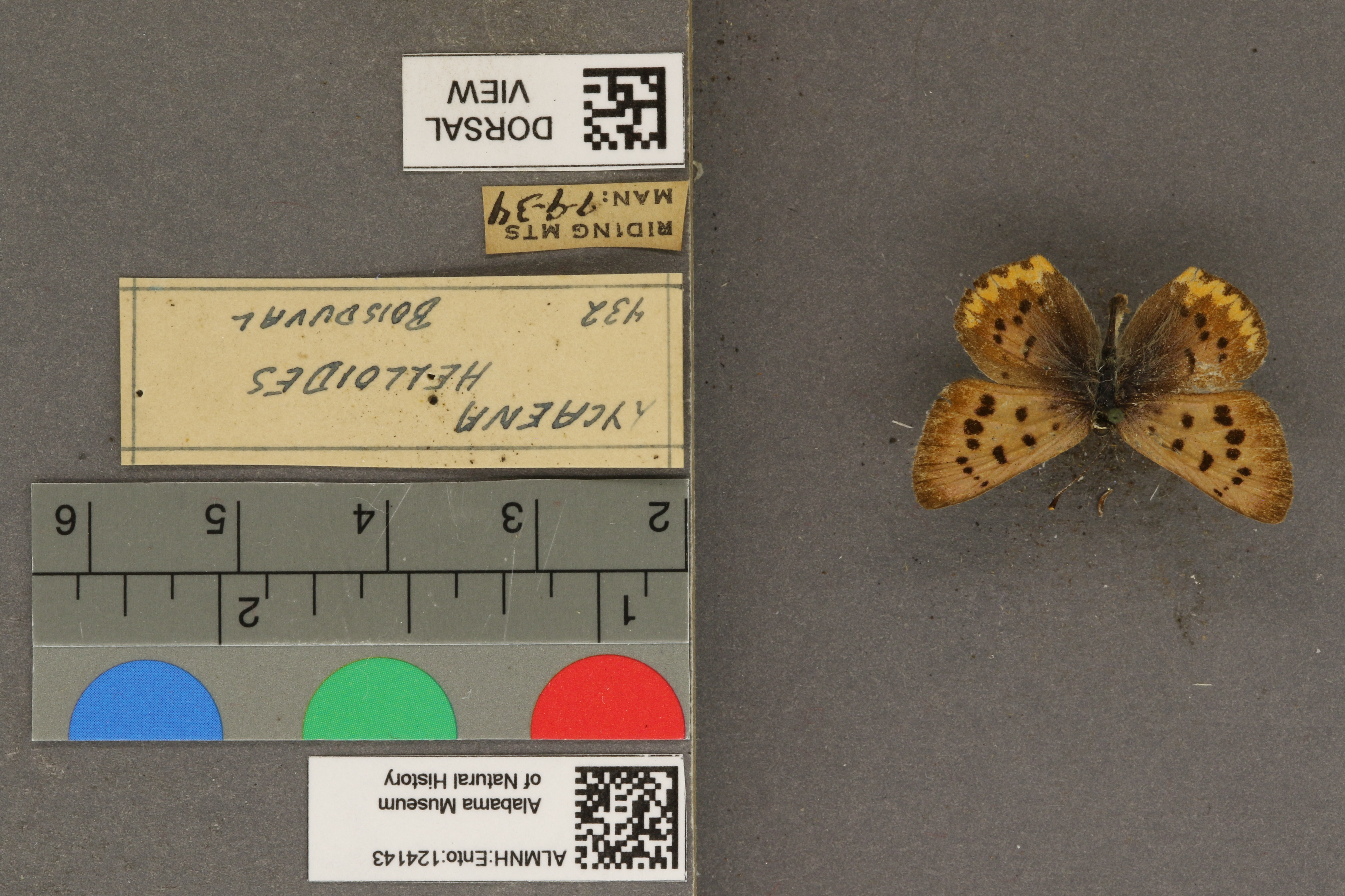 Lycaena helloides