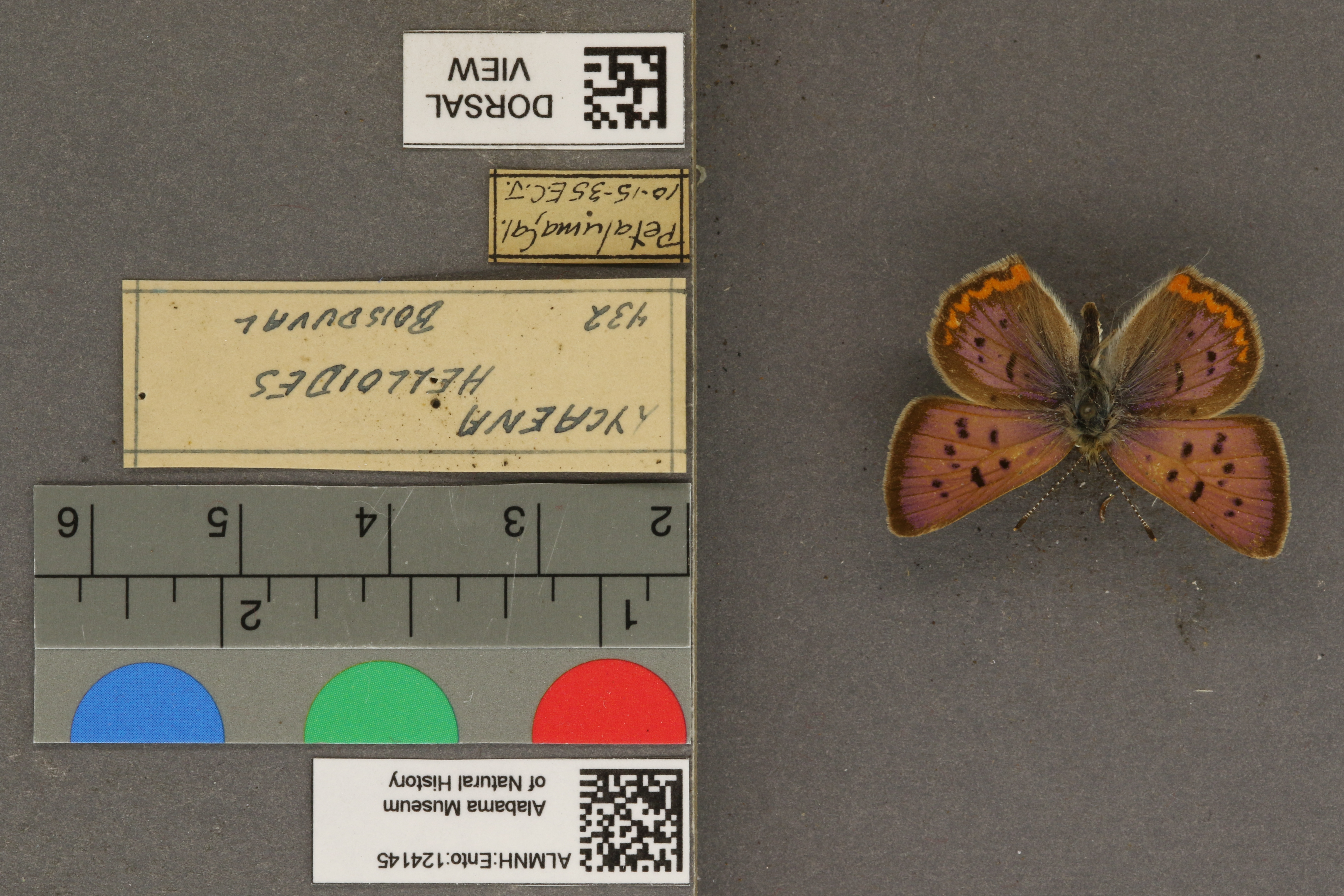 Lycaena helloides