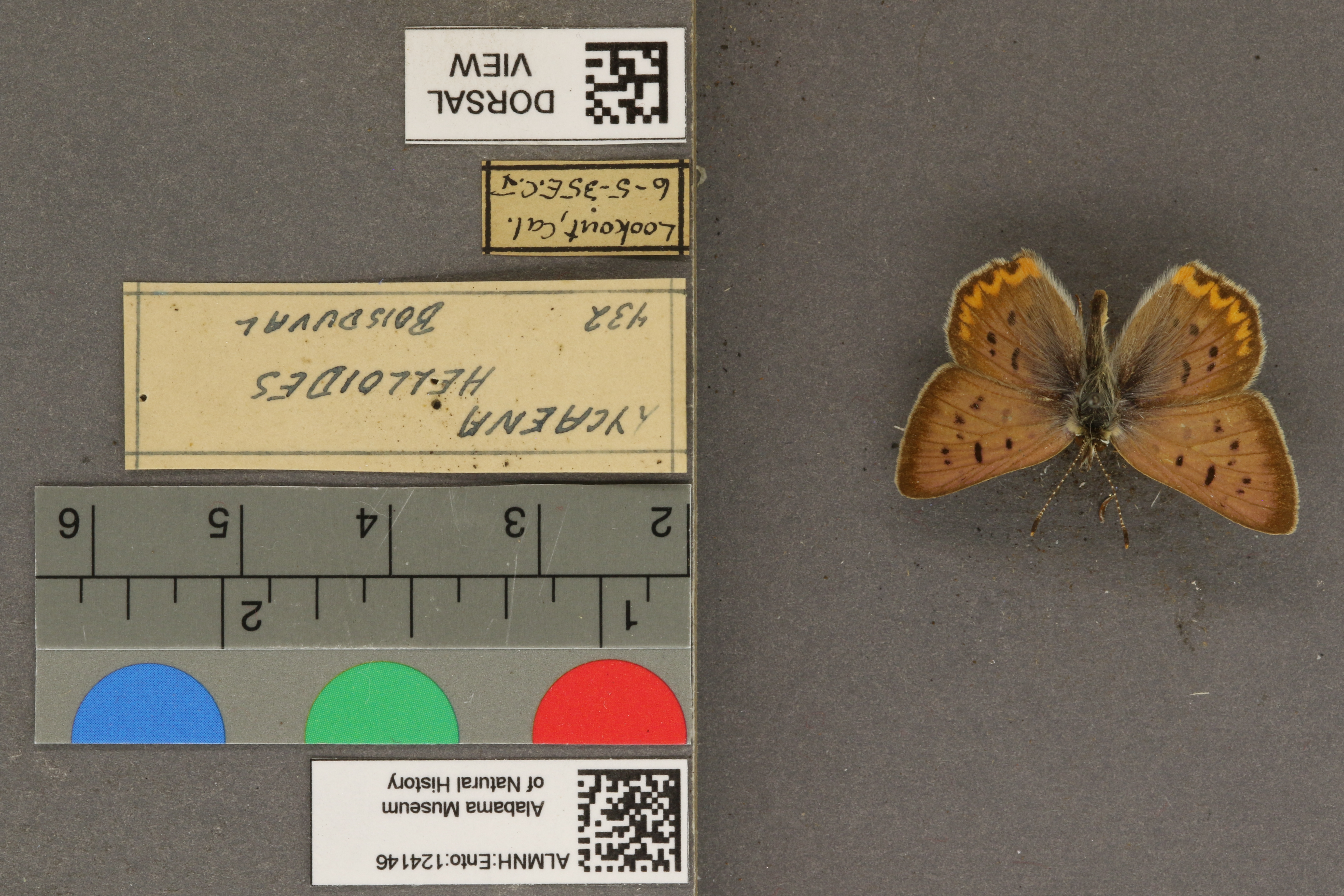 Lycaena helloides