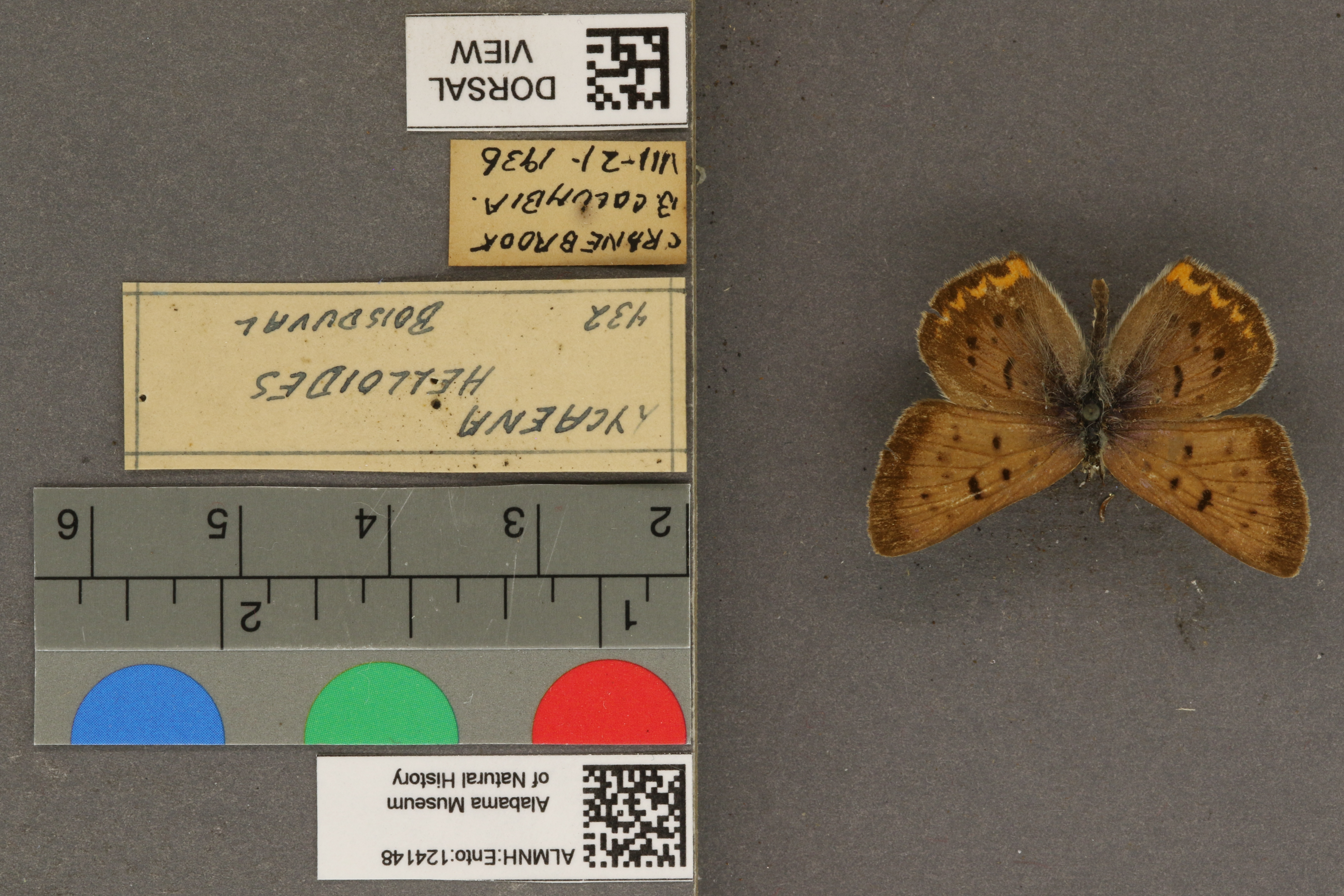 Lycaena helloides
