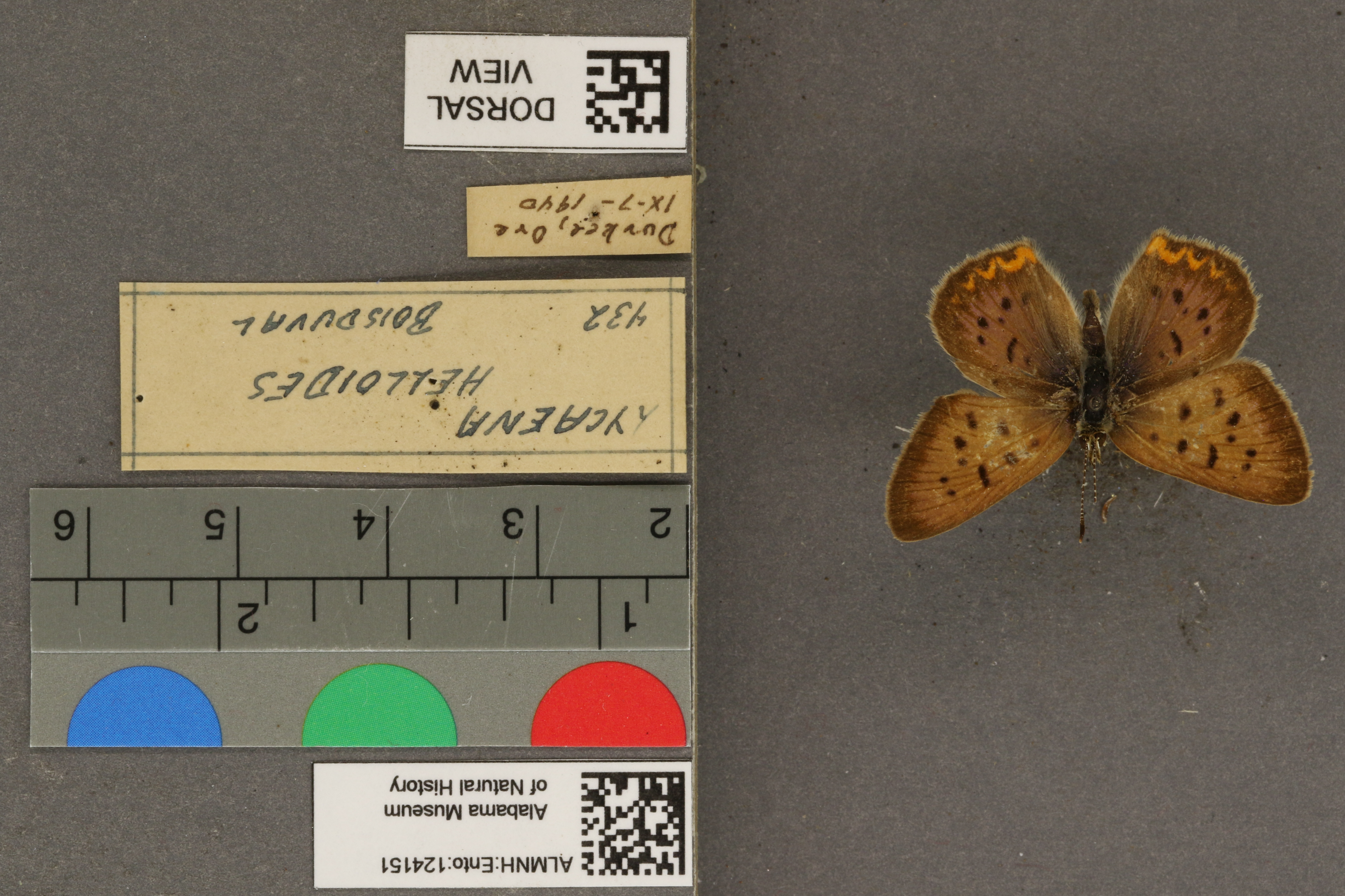Lycaena helloides