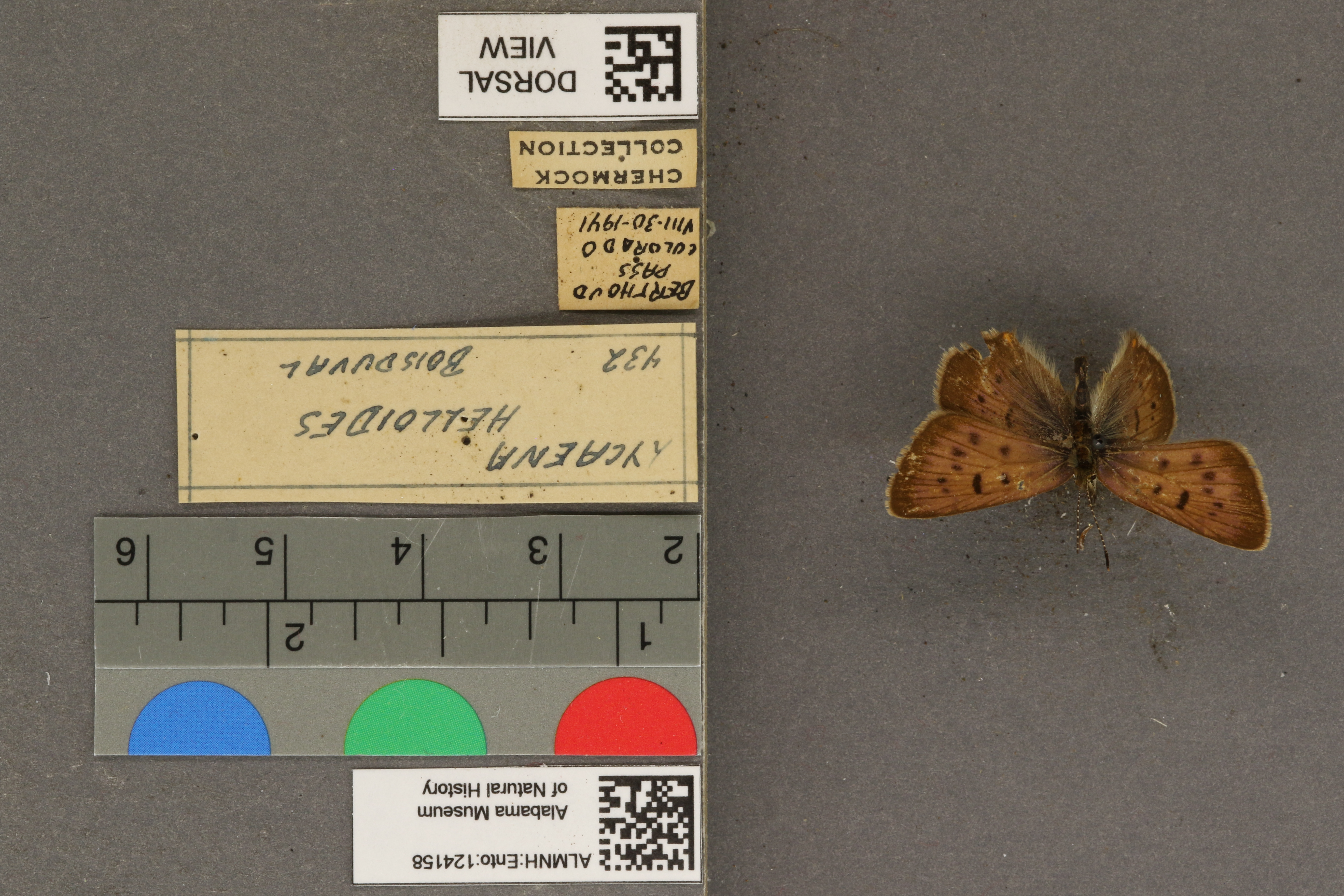 Lycaena helloides