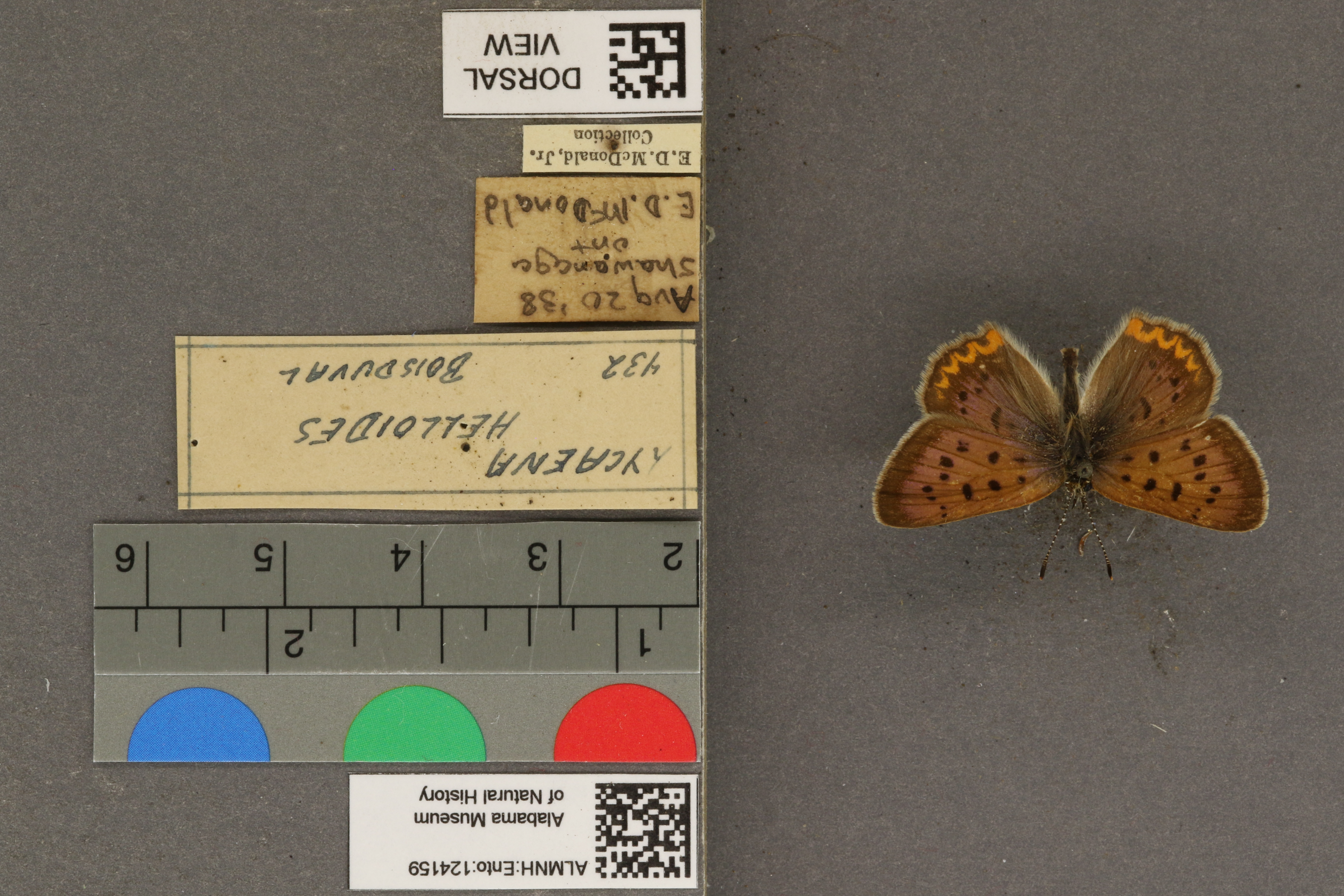 Lycaena helloides
