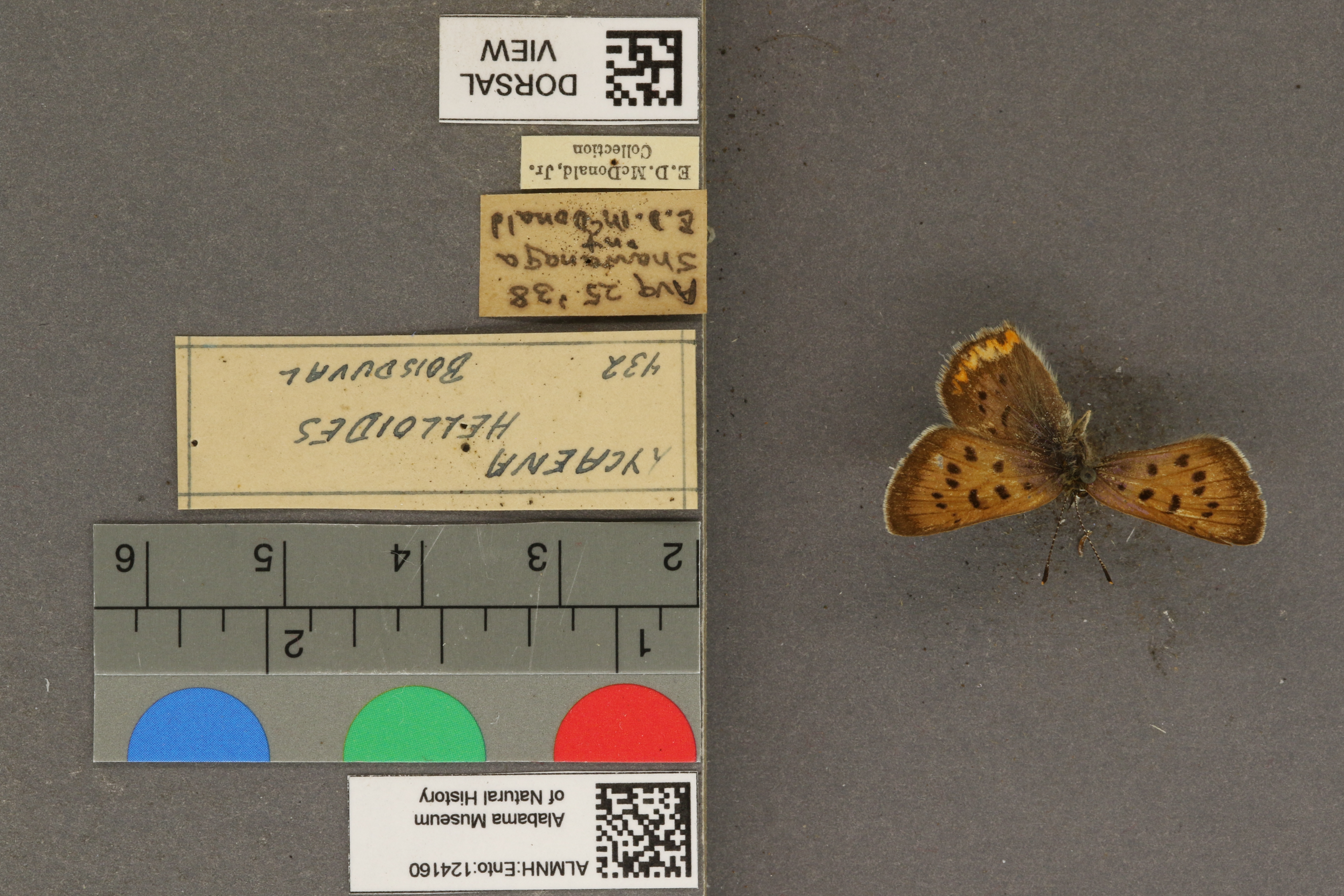 Lycaena helloides