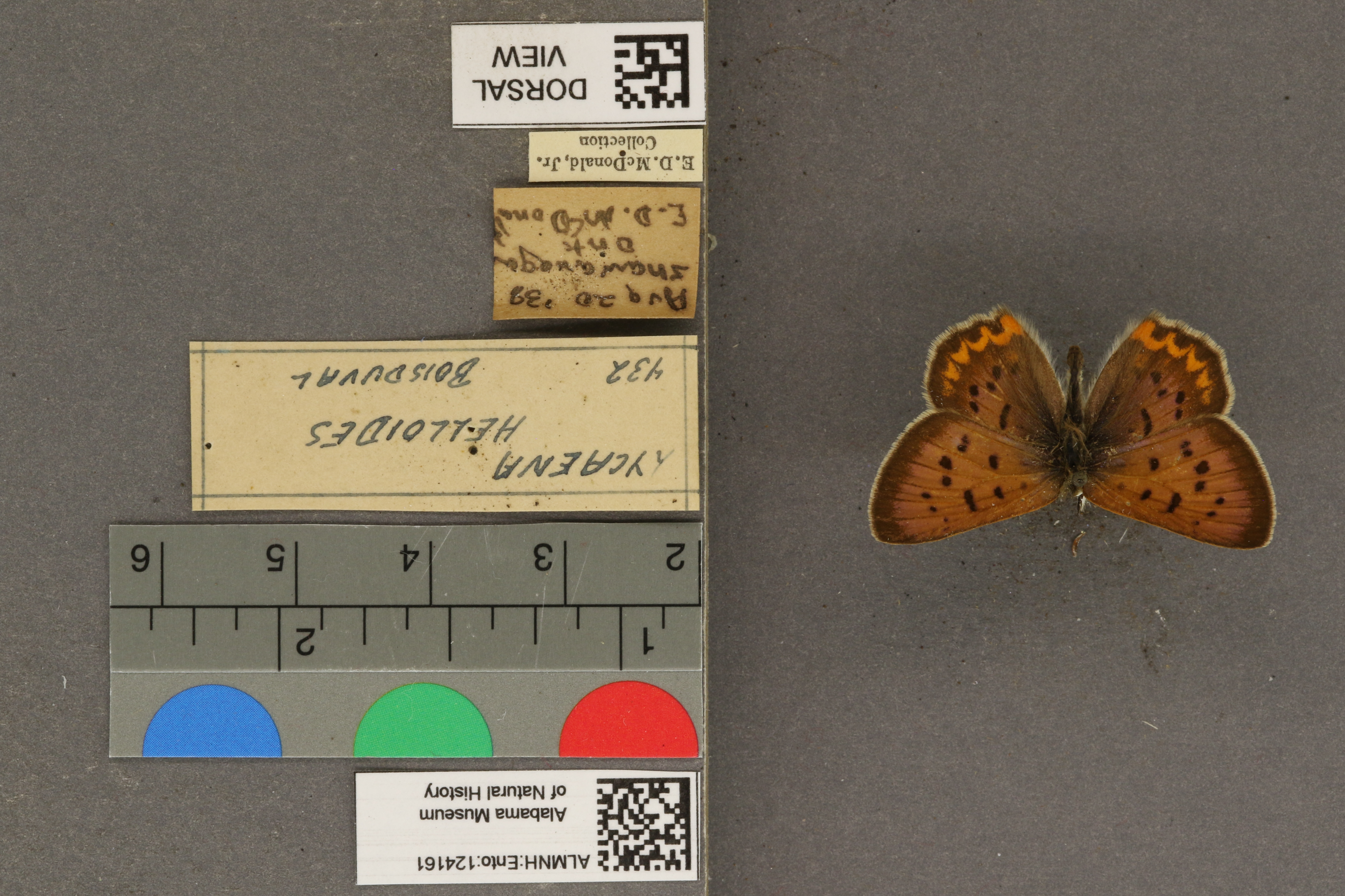 Lycaena helloides